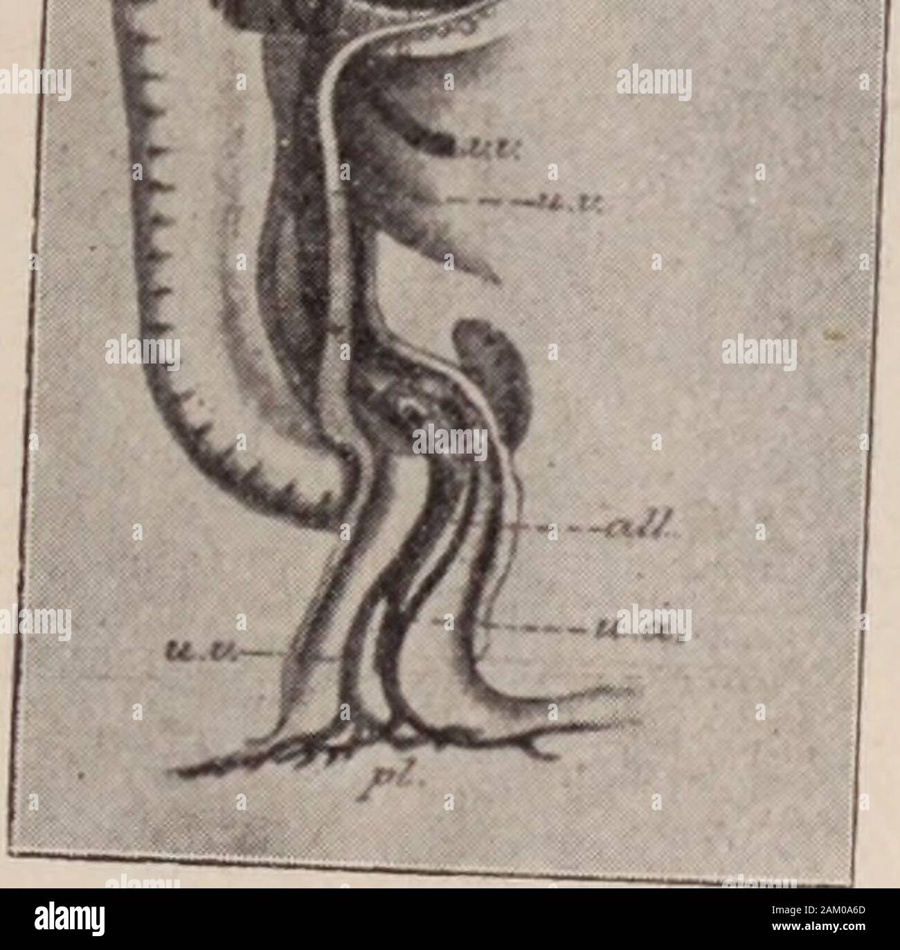 Dental review; devoted to the advancement of dentistry Stock Photo Alamy