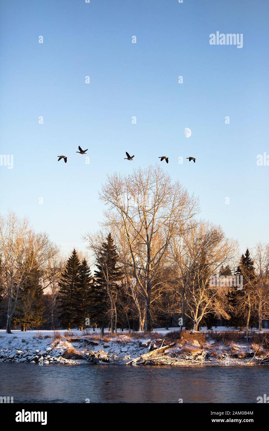 Canada Geese flying along Bow River in winter. Stock Photo