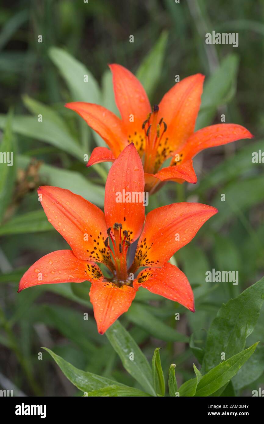 Wild Western Wood Lilies on Many Springs Trail in a Rocky Mountain montane valley, Bow Valley Provincial Park (Lilium philadelphicum) Stock Photo