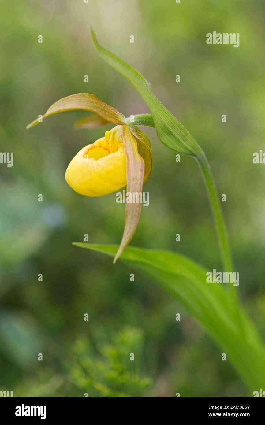Yellow Lady's Slipper orchid in Rocky Mountain montane valley (Cypripedium parviflorum) Stock Photo