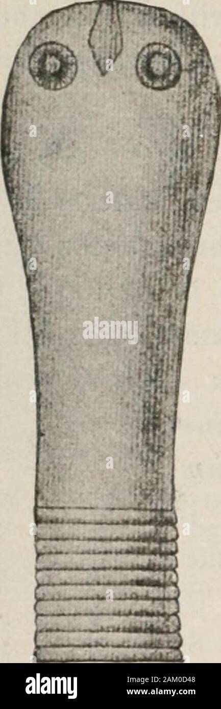 Diagnostic methods, chemical, bacteriological and microscopical, a text-book for students and practitioners . dejecta. It is most frequently seen in children, andinhabits the ileum, usually from the middle toward the ileocecal valve. The parasite is from 10 to 15 mm. in length andfrom 0.5 to 0.7 mm. broad, is provided with a subglobu-lar head measuring 0.2 to 0.3 mm. in transverse di-ameter, shows four large rounded suckers and a largerostellum retractile into an infundibuluhi. The rostellumis surrounded by a single row of characteristic booklets,24 to 30 in number and 14 to 18 microns in leng Stock Photo