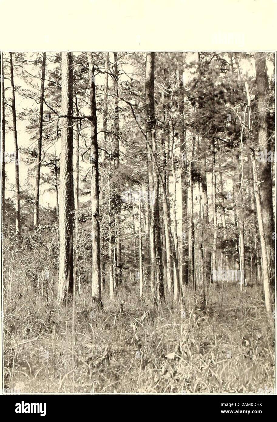A working plan for forest lands near Pine Bluff, Arkansas . decidua Walt. Silver Maple Acer saccharinum Linn. Red Maple leer rubrum Linn. Boxelder Acer negundo Linn. Basswood ( Linn.) Ti/ia americana Linn. Dogwood Cornusflorida Linn. Black Gum Nyssa sylvatica Marsh. n bite Ash Fraxinus americana Linn. o. Loblolly Pine and Hardwoods in Mixture on a Pine Flat. U. S. DEPARTMENT OF AGRICULTURE.BUREAU OF FORESTRY- BULLETIN No. 32. GIFFORD PINCHOT, Forester. A WORKING PLAN FOB FOREST LANDS NEARPINE BLUFF. ARKANSAS. BY FREDERICK E. OLMSTED. FIELD ASSISTANT. BUREAU OF FORESTRY. Stock Photo