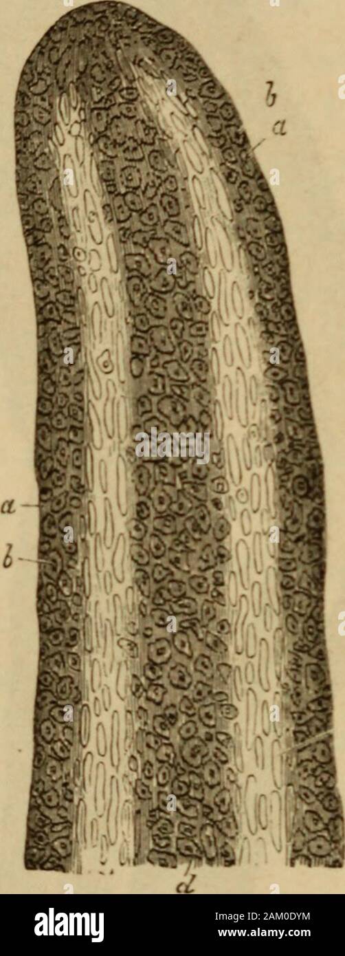 On food and its digestion: being an introduction to dietetics . Two villi, denuded of epithelium, with the lacteal vessel in their interior.From the Calf. Magnified 350 diameters. {After Koelliker.)a, limitary membrane of the villus; b, matrix or basis of the same; c,dilated blind extremity of the central lacteal; d, trunk of the same. The lacteals, or chyliferous vessels, appear to commencewithin these processes by a single tube, which begins near 158 DIGESTION. the point of each villus by a blind (and often somewhatdilated) extremity, and passes down its axis to open intothe network of these Stock Photo