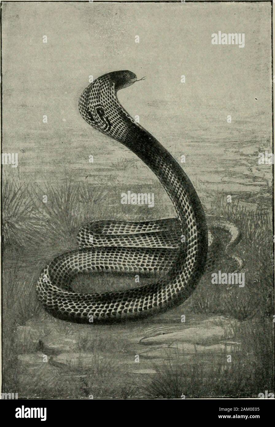 American practice of surgery : a complete system of the science and art of surgery . the condition of the person bitten, etc. The Crotalidse (Rattlesnakes, etc.).—In those who are bitten by thisspecies of snake, the mortality varies from twelve to twenty-five per cent. Thelocal symptoms are most marked—viz., pain, oedema, and extravasation of blood,followed by sloughing, gangrene, and suppuration. The constitutional symp-toms are great prostration, dilated pupil, headache, dizziness, rapid and feeble 12 AMERICAN PRACTICE OF SURGERY. pulse, dyspnoea and shallow respiration, hemorrhages from the Stock Photo