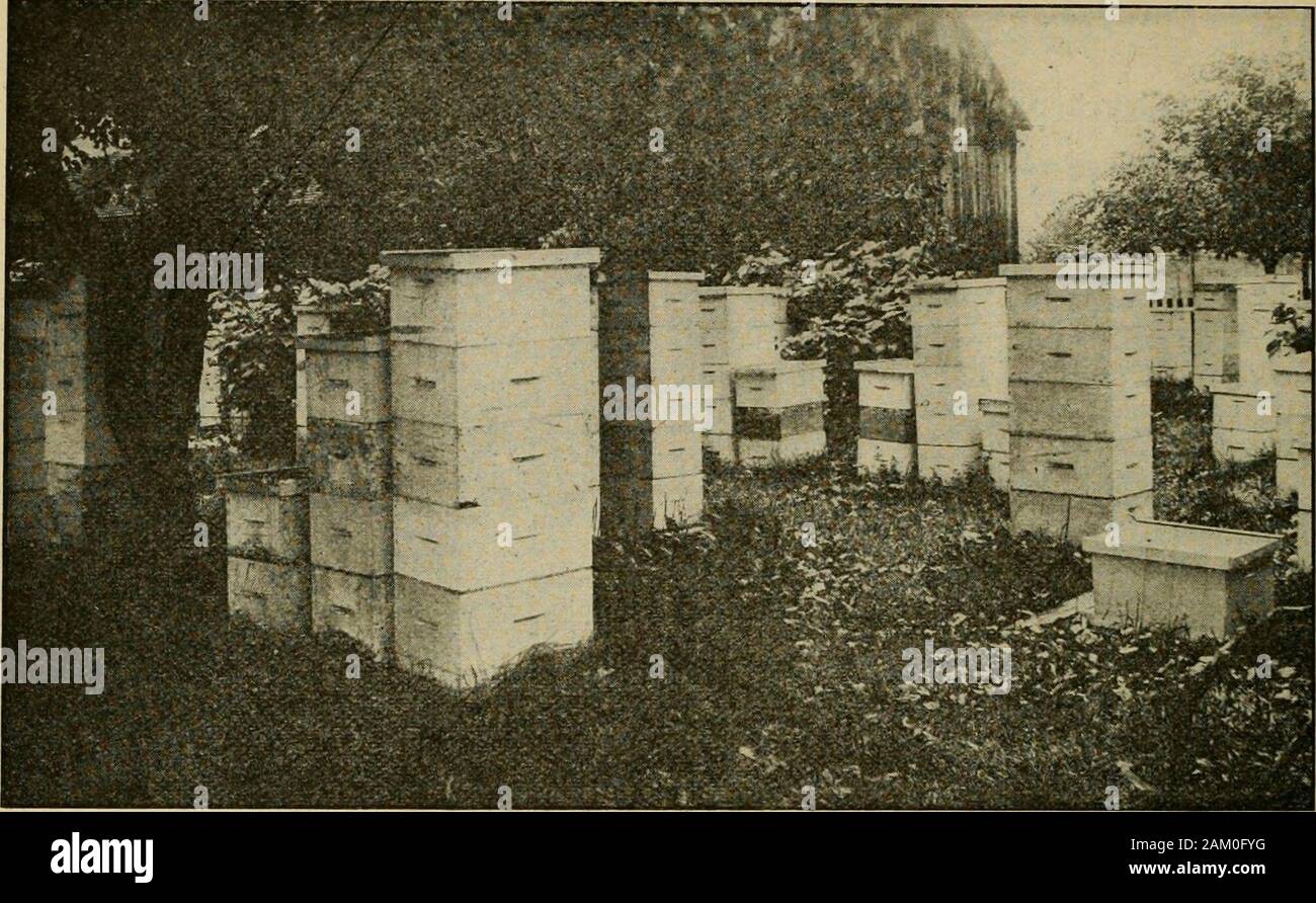 Bridgeport Ontario Honey Tin (JAS) Bridgeport Ontario Honey Tin (JAS)