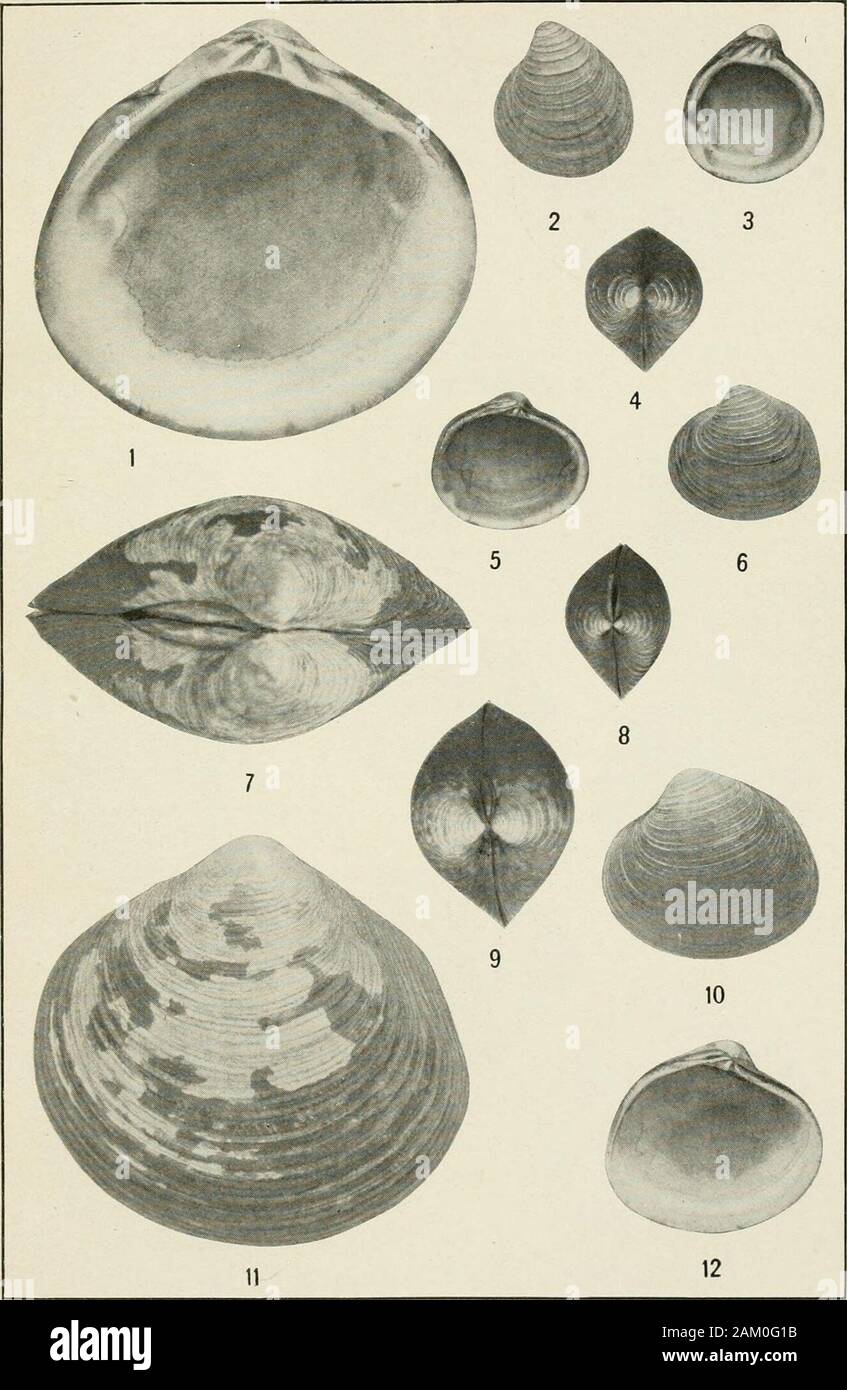 Proceedings of the United States National Museum . a (Cyanocyclas) exquisita, new species. Interior of left valve. Plate 2. Fig. 1. Corbicula (Cyanocyclas) circularis, new species. Exterior of left valve. 2. Corbicula (Cyanocyclas) circularis, new species. Interior of left valve. 3. Corbicula (Cyanocyclas) circularis, new species. Dorsal view of left valve. 4. Corbicula (Cyanocyclas) (ieZicaia, new species. Exterior of left valve. 5. Corbicula (Cyanocyclas) delicata. new species. Dorsal view. 6. Corbicula (Cyanocyclas) delicata, new species. Interior of left valve. 7. Corbicula (Cyanocyclas) f Stock Photo