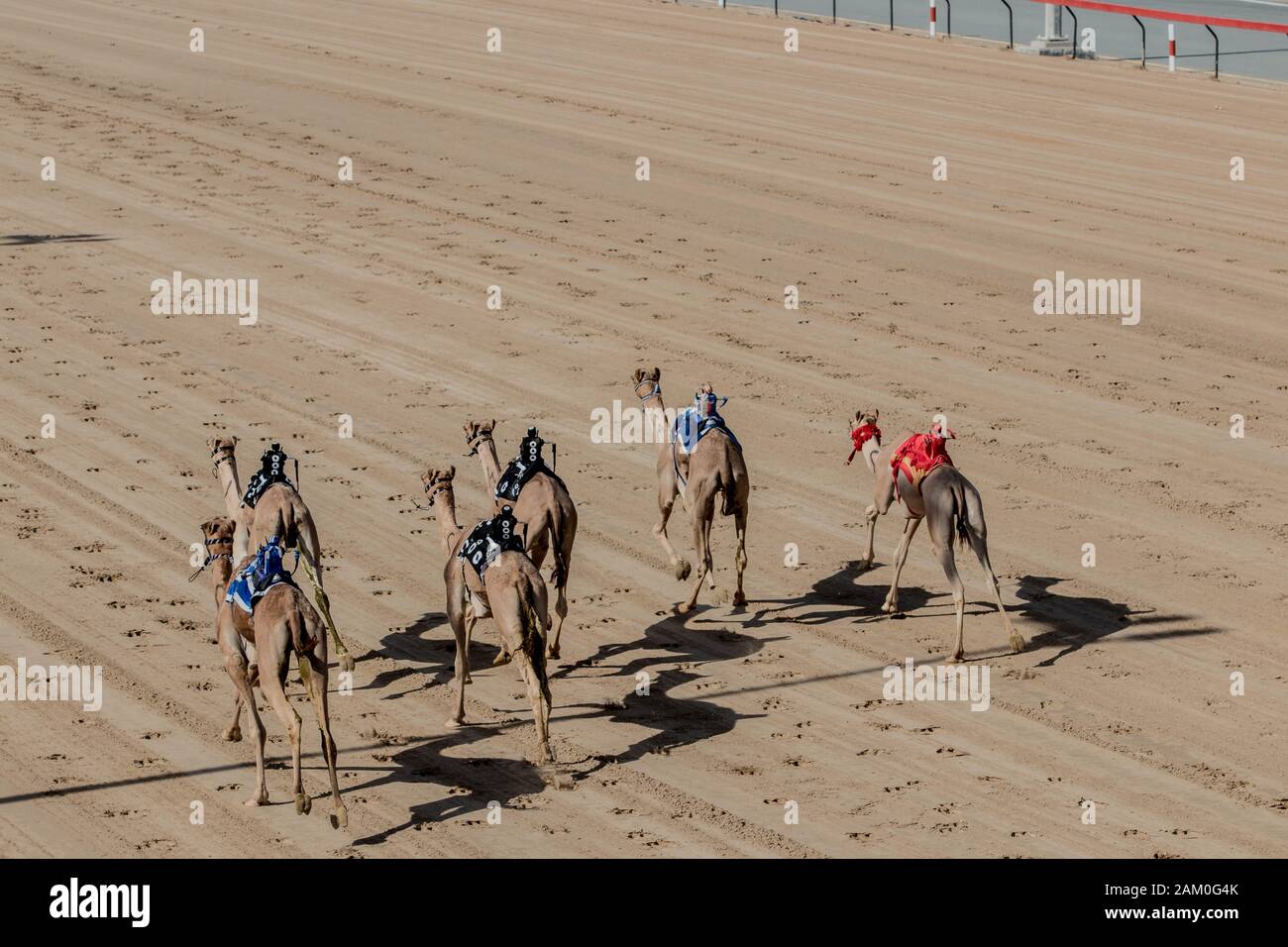 Camel Racing Dubai  Al Marmoom race tack UAE Dubai    November 2019 Stock Photo