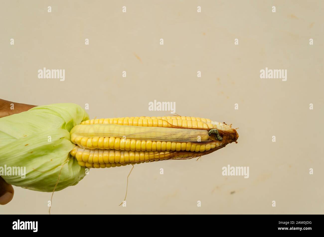 Maize With worm Stock Photo