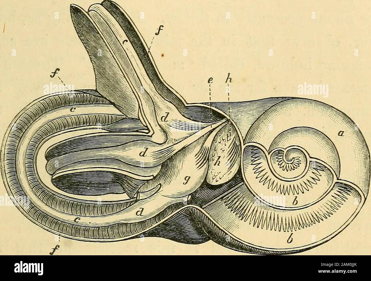 An exposition of fallacies in the hypothesis of MrDarwin . Tig. 19.—Diagram of Human Ear. the full extent of its surface should be exposed to thewaves of sound. Now take notice that there is a stirrup-shaped boneattached to the middle bone, not directly—tliat wouldspoil the mechanism—but by means of a very small TUB EAR. 341 ^ orbicular bone placed like a joint between them.Then the base of the stirrup is attached to anothermembrane, which covers the opening into the internalear, the basis of which is marked ^ vestihle in thediagram, and in the interior of this the auditory nerveis spread out. Stock Photo
