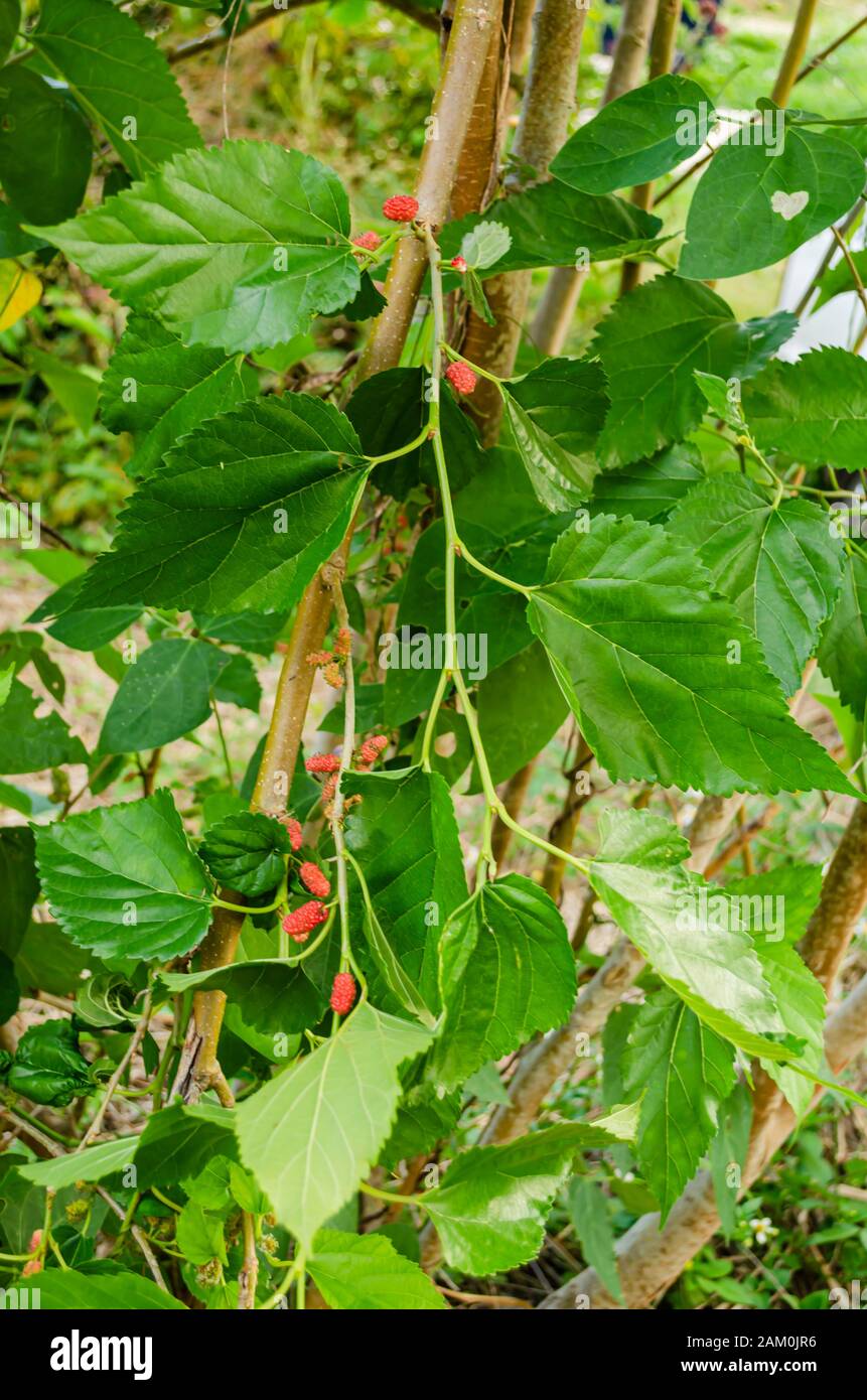 Young mulberry discount leaves