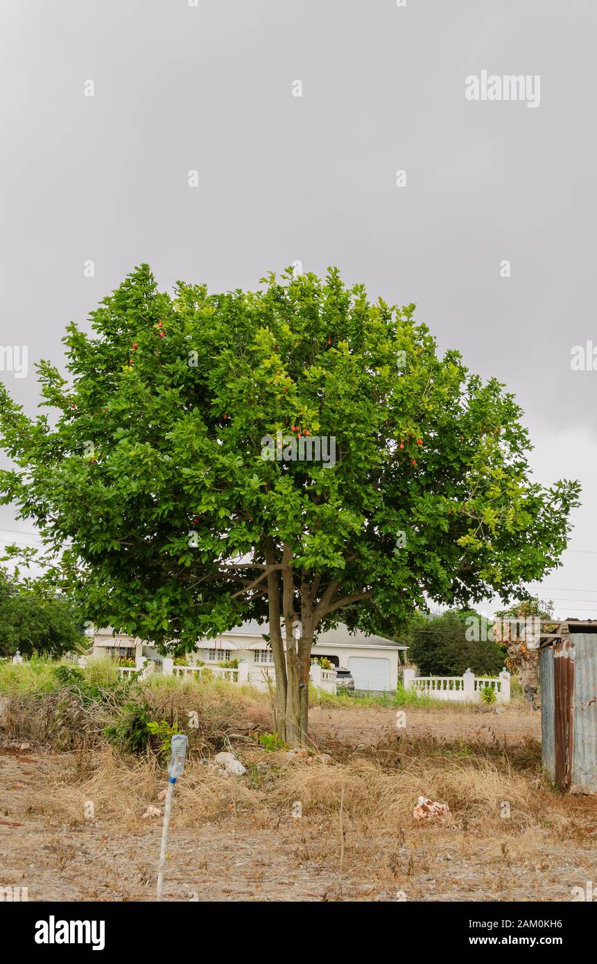 Green Lush Ackee Tree Stock Photo
