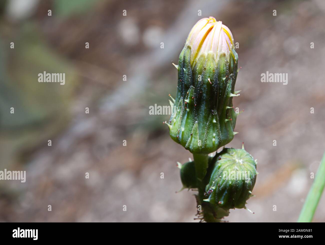 Closeup of a dandelion flower before it blooms Stock Photo