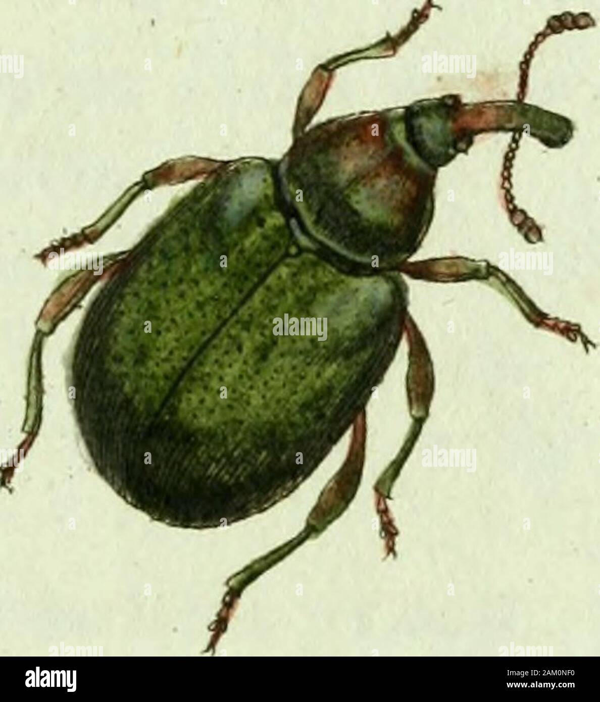 Favnae insectorvm Germanicae initia, oder, Deutschlands Insecten . tisque nigris. Fabric. Ent. Syst. T.II. n.i5. p.387.Curculio Bacchus: longirostris aureus, rostro plantisque nigris. Fabric. Syst. Ent. n. i5. p. i3o. Spec. Ins. T.I. n.22. p. i65. Mant. Ins. T.I. n. 29. p. 99.Curculio Bacchus. Linn. Syst. Nat. n. 38. p. 611. ed. XIII. n. 38. p. 1752.Fihinomacer niger, elytris rnbris, capite thoraceque aureis, proboscid« longitudine corporis. Ocoffr. Ins. T. I. n. 4- p« 270.Curculio rostro longissimo : antennis rectis: corpore villoso snbquadiato purpureo • aurato nitidissimo. Degeer Ins, T. V. Stock Photo