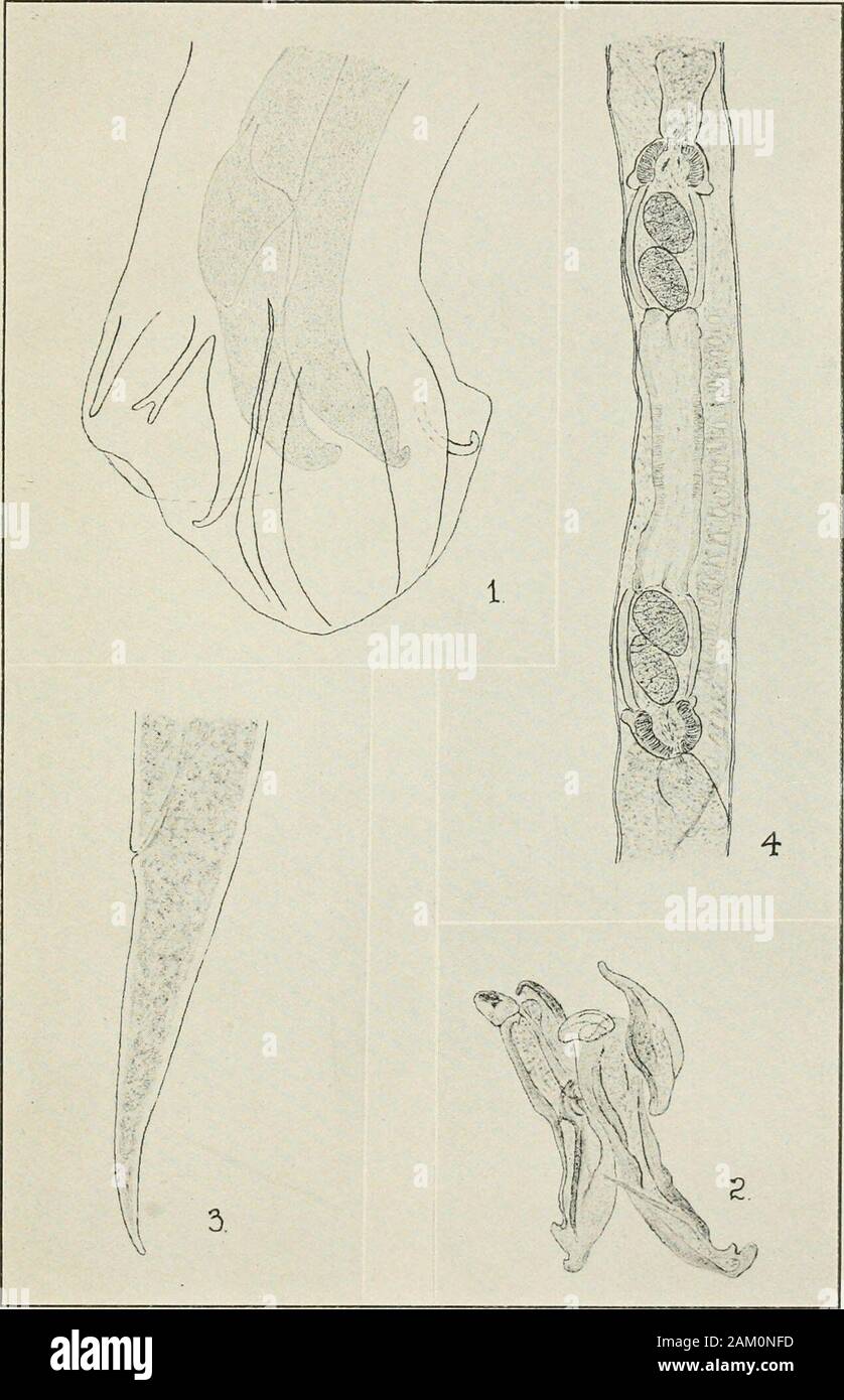 Shell filling process hi-res stock photography and images - Alamy