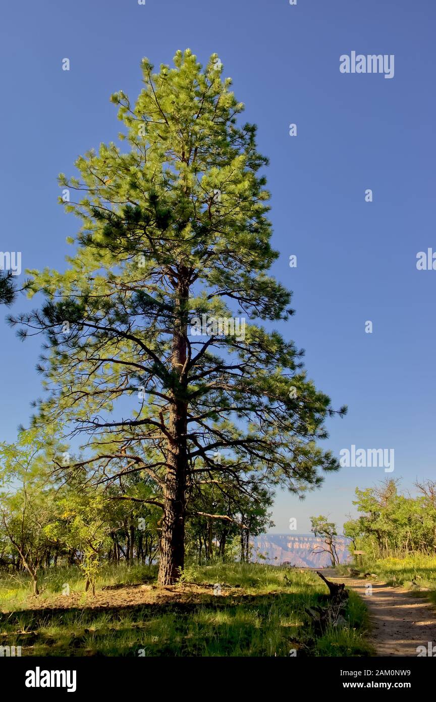 A species of Pine Tree native to the north rim of Arizona's Grand
