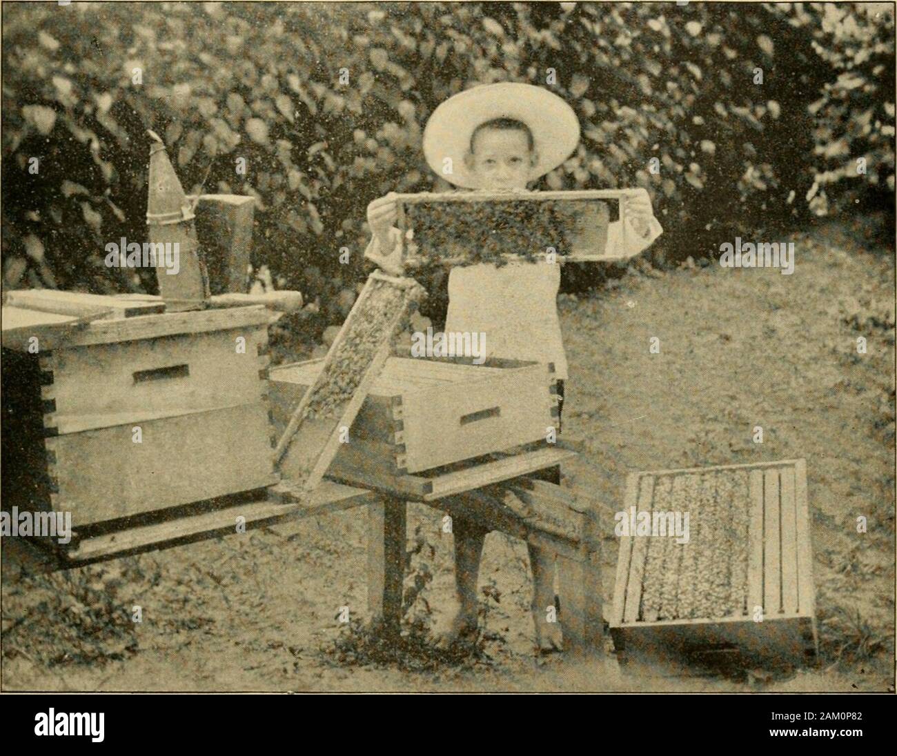 Gleanings in bee culture . n. If one has more than oneapiary, keep all the best colonies at the homeyard—that is, those that gave the best recordsthe previous season. Then do all the queen-rearing at the home apiary, and let the dronequestion take care of itself. Where we havea hundred colonies in one place, the matingwith drones from other sources will not ex- side. Missionaries are expected to teach al-most every thing, and Mr. Thomson setabout learning bee-keeping that he in turnmight be able to instruct the East Indiansamong whom he labored. It did not takehim long to master the elements o Stock Photo