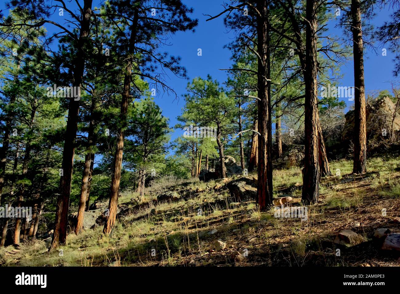 North rim grand canyon forest hi-res stock photography and images - Alamy