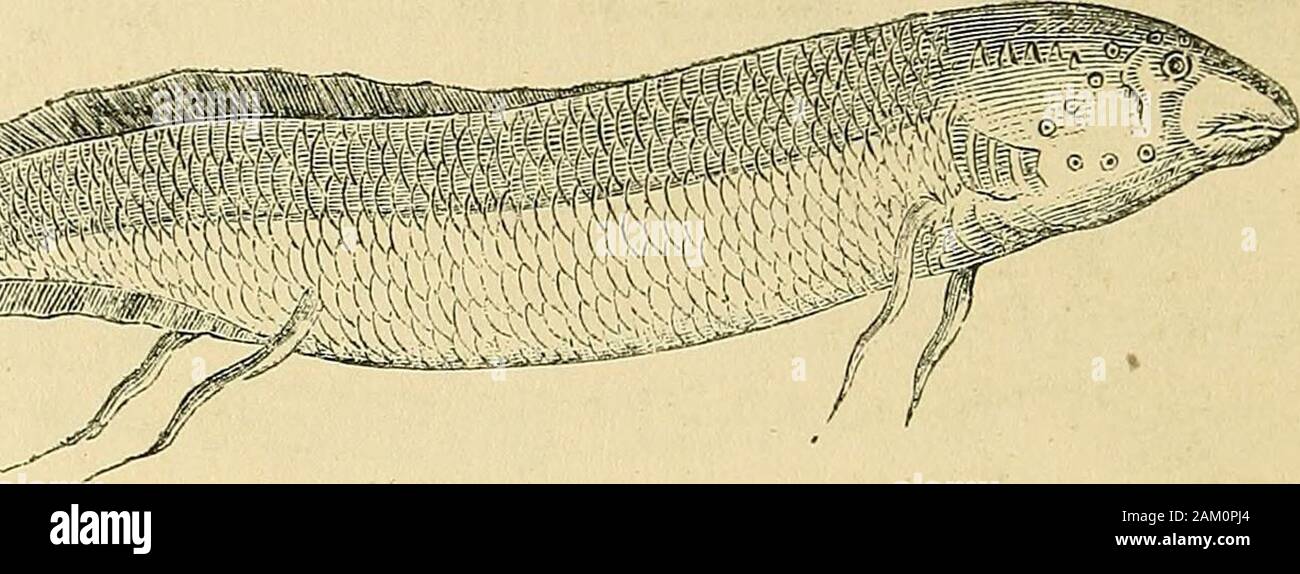 An exposition of fallacies in the hypothesis of MrDarwin . Fig. 8.—The Stubgeon, From a specimen taken at Oaklej, Essex.(Drawn by Gr. Reed.) Mark the vast chano;es in time which must haveoccurred before the amphioxus could have beenevolved into the sturoreon. Still more does this remark 320 FALLACIES OF DARWINISM. apply to the next phase, for nothing can be moredifferent than the sturgeon with its isinglass swim-bladder and the lepidosiren, an amphibian reptile, inwhich is found the first appearance of a lung.. Fig. 9.-—The Lepidosiuen. This remarkable creature is called amphibian, notbecause Stock Photo
