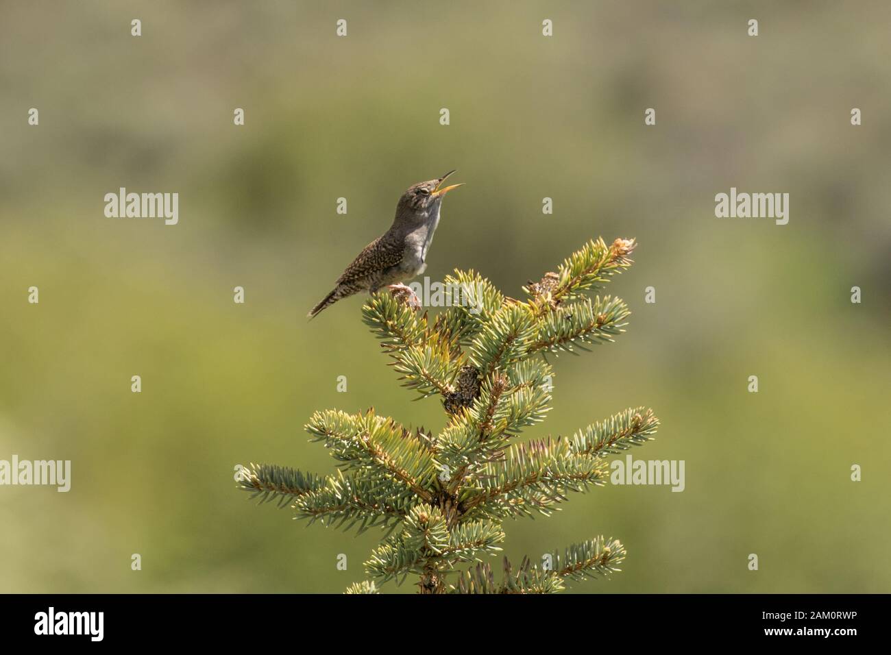 House Wren Serenade Stock Photo