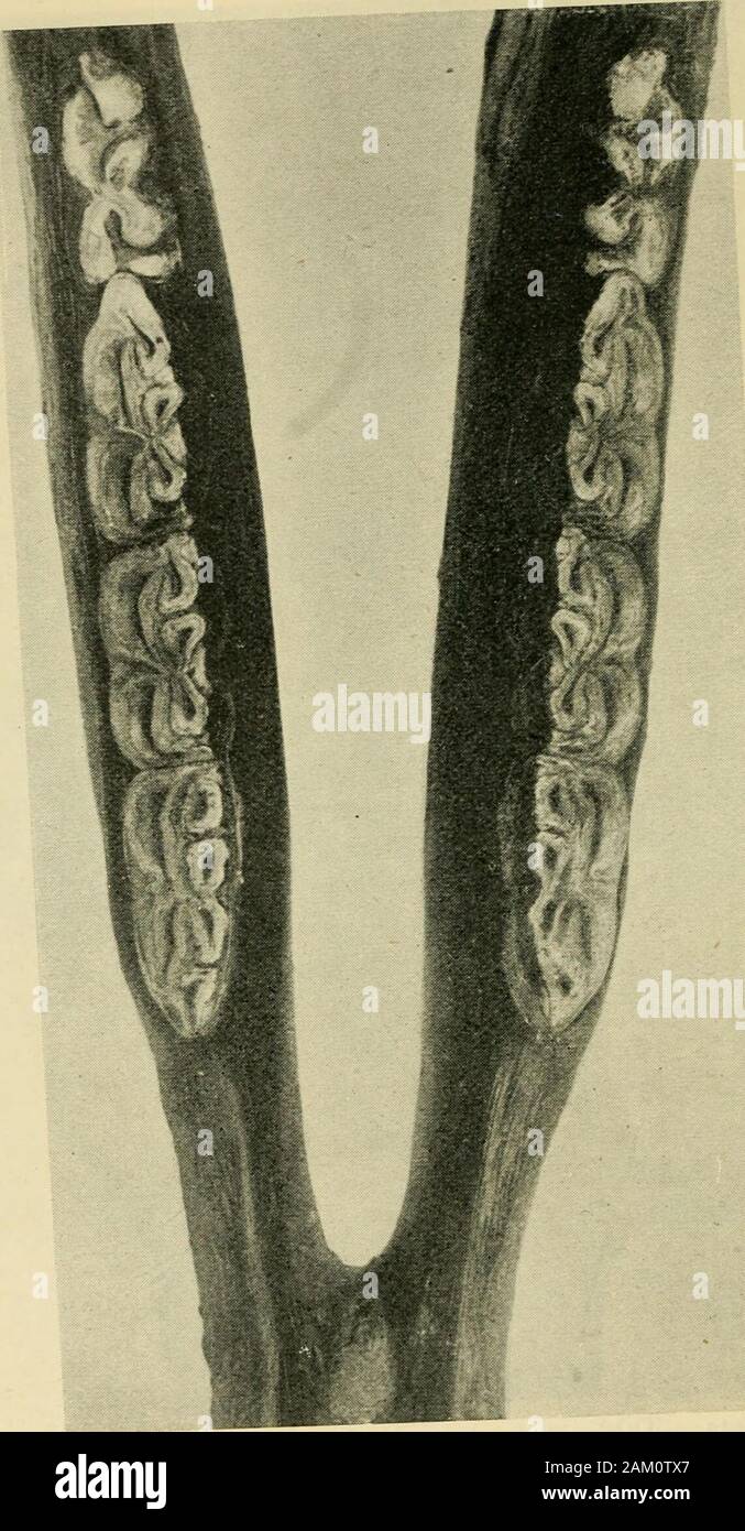 Veterinary notes for horse owners : a manual of horse medicine and surgery . Fig. 224.—Tables of back teeth of upper jaw (f nat. size). The first molar has just appeared through the gum. The firstpremolars (wolfs teeth) are also present. W 772 MOUTH AT 1 YEAR.. Fig. 225. -Tables of back teeth of lower jaw (I nat. size). The first molar has evidently made its appearance about an.o^th earlier than the first molar of the upper jaw. MOUTH AT 2 YEARS. 773 Stock Photo