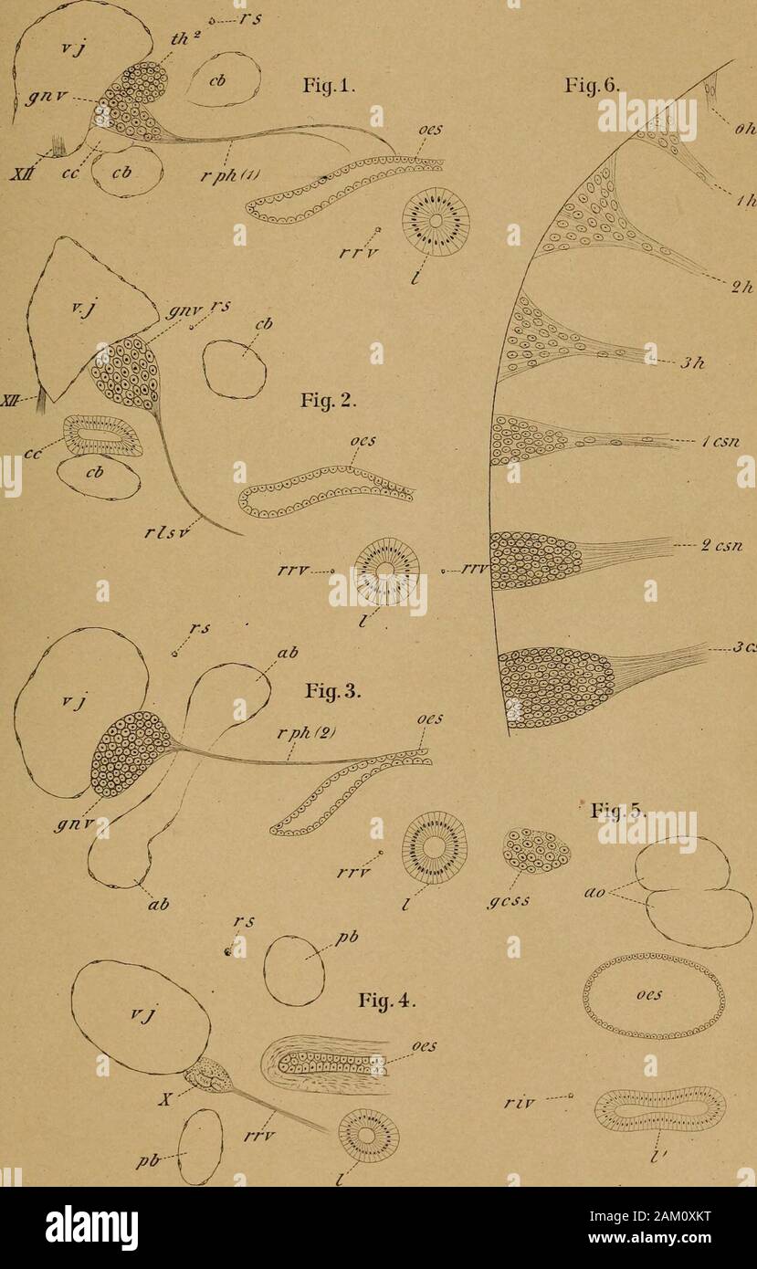 DrH.GBronn's Klassen und Ordnungen des Thier-Reichs : wissenchaftlich dargestellt in Wort und Bild . us Klinktardt.Leipzig Erklärung von Tafel CI.X Für alle Figuren gültige Bezeichnung. r.l.s.vr.r.v ab Eigentlicher Aortabogen. cb Carotisbogen. cc Carotisliörperchen. 1 csn, 2 csn u. s. w. Erster, zw^eiter u. s. w. cerncaler Spinalnerv.gnv Ganglion nodosum vagi.g.c.s.s Ganglion cervicale supremum sympatliici.oll Wieder abortirende vorderste Hypoglossus- wurzel.1 h, 2 h, 3 7i Erste, zweite, dritte Hypoglossus- wurzel.l Larynx.l Larynx bei ihrem üebergang in die Lungen. Fig. 1, 2, 3, 4, 5. Fünf Qu Stock Photo