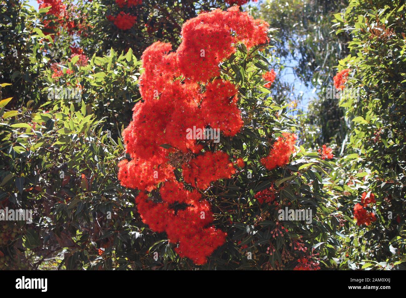 Gumtree australia hires stock photography and images Alamy