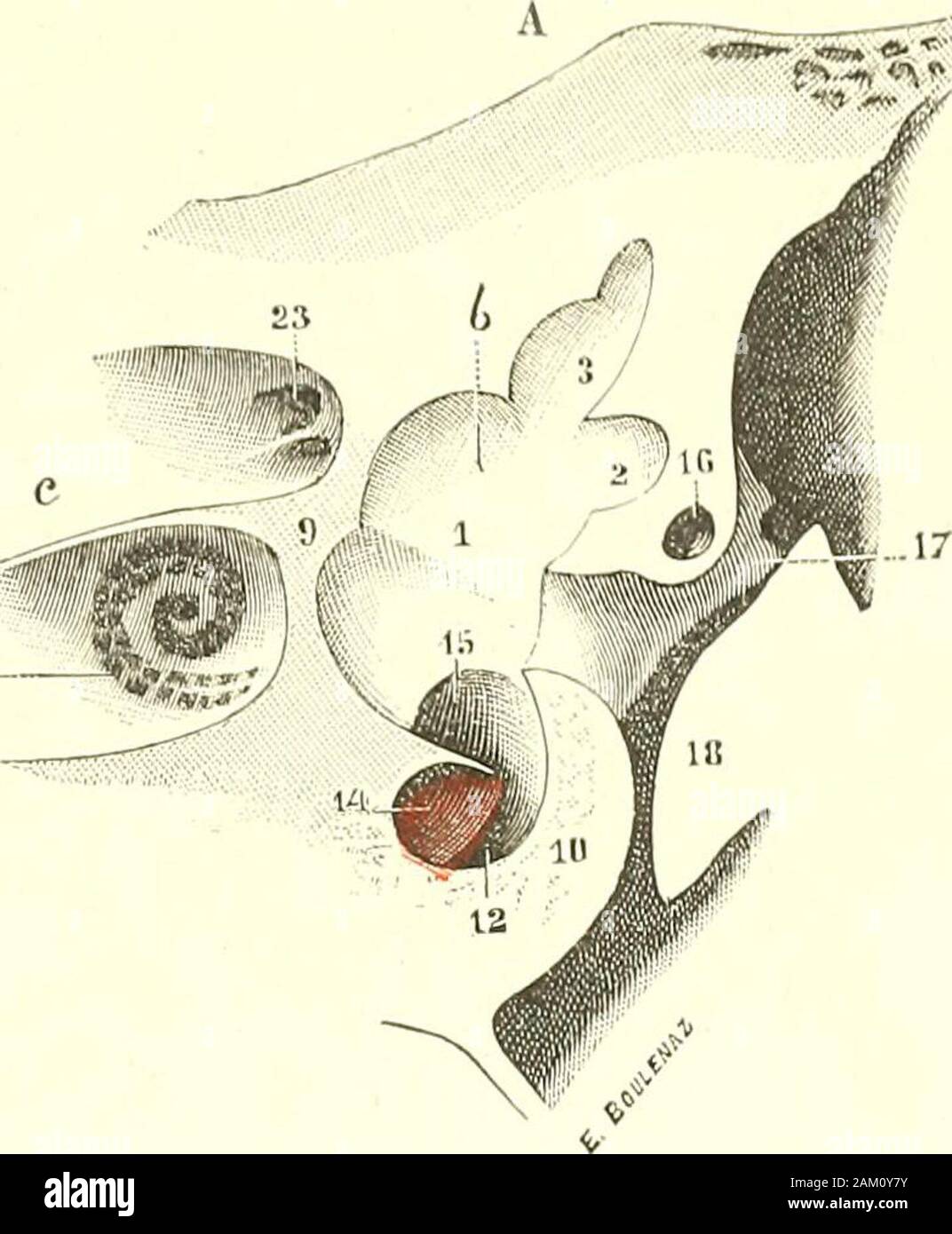 Traite D Anatomie Humaine C U Vr œ Fi 4i9 Les Parois Anterieure Et Posterieure Du Vestibule Vues Sur Une Coupe Transversale Du Rocher Grossissement De La Figure Precedente A Segment Anl 5ricur De La Coupe