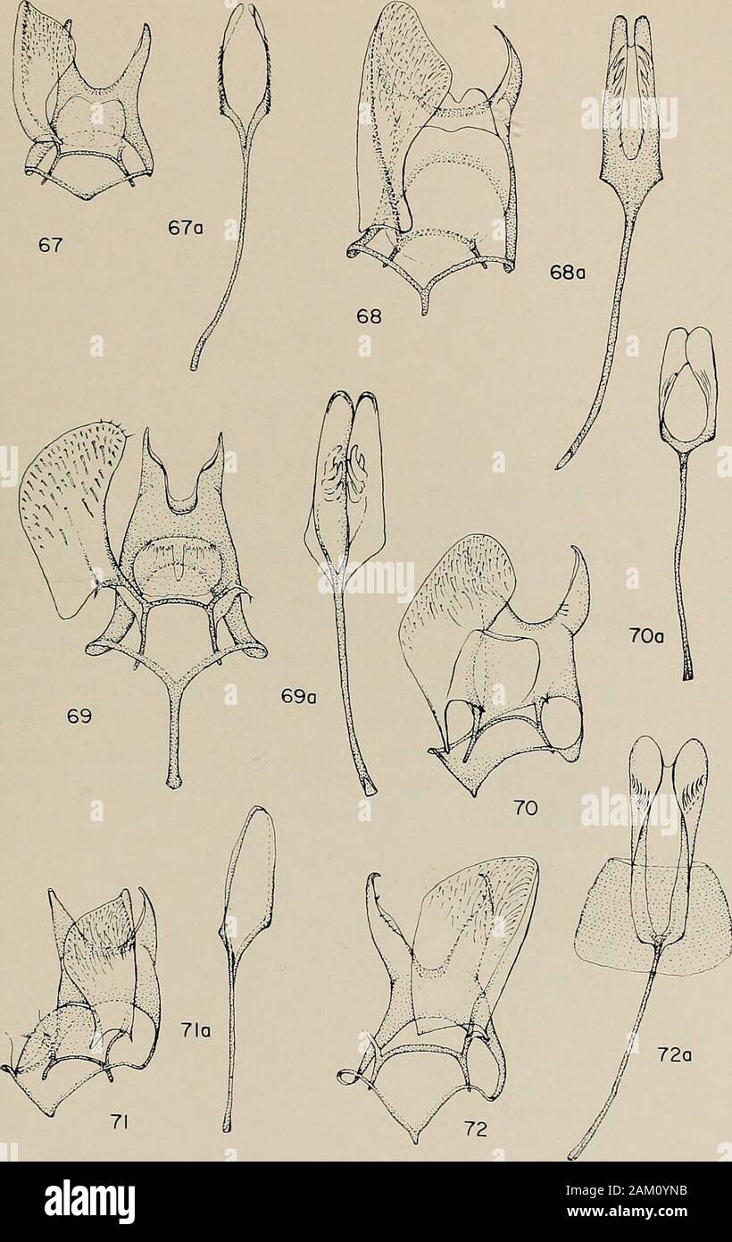 Memoirs of the American Entomological Society . ANNETTE F. BRAUN 119. MEM. AMER. ENT. SOC, 28 120 TISCHERIIDAE OF AMERICA NORTH OF MEXICO Plate XIMale Genitalia: Section I Fig. 73. — Tischeria perplexa new species, type, ventral view (right harpe andaedeagus omitted); 73a, aedeagus. Falls Church, Virginia. Fig. 74. — Tischeria zelleriella Clemens, ventral view (left harpe, anellus, andaedeagus omitted); 74a, anellus and aedeagus. Cincinnati, Ohio. Fig. 75. — Tischeria sulphurea Frey and Boll, ventral view (left harpe andaedeagus omitted); 75a, aedeagus. District of Columbia. Fig. 76. — Tischer Stock Photo