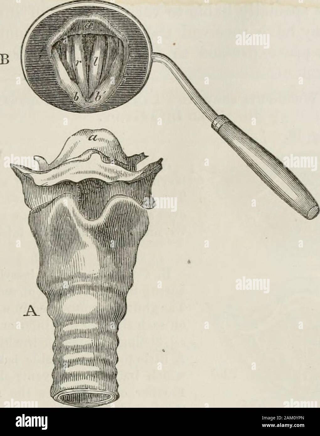 The science and practice of medicine . ny mental eflbrt (Fig. 17