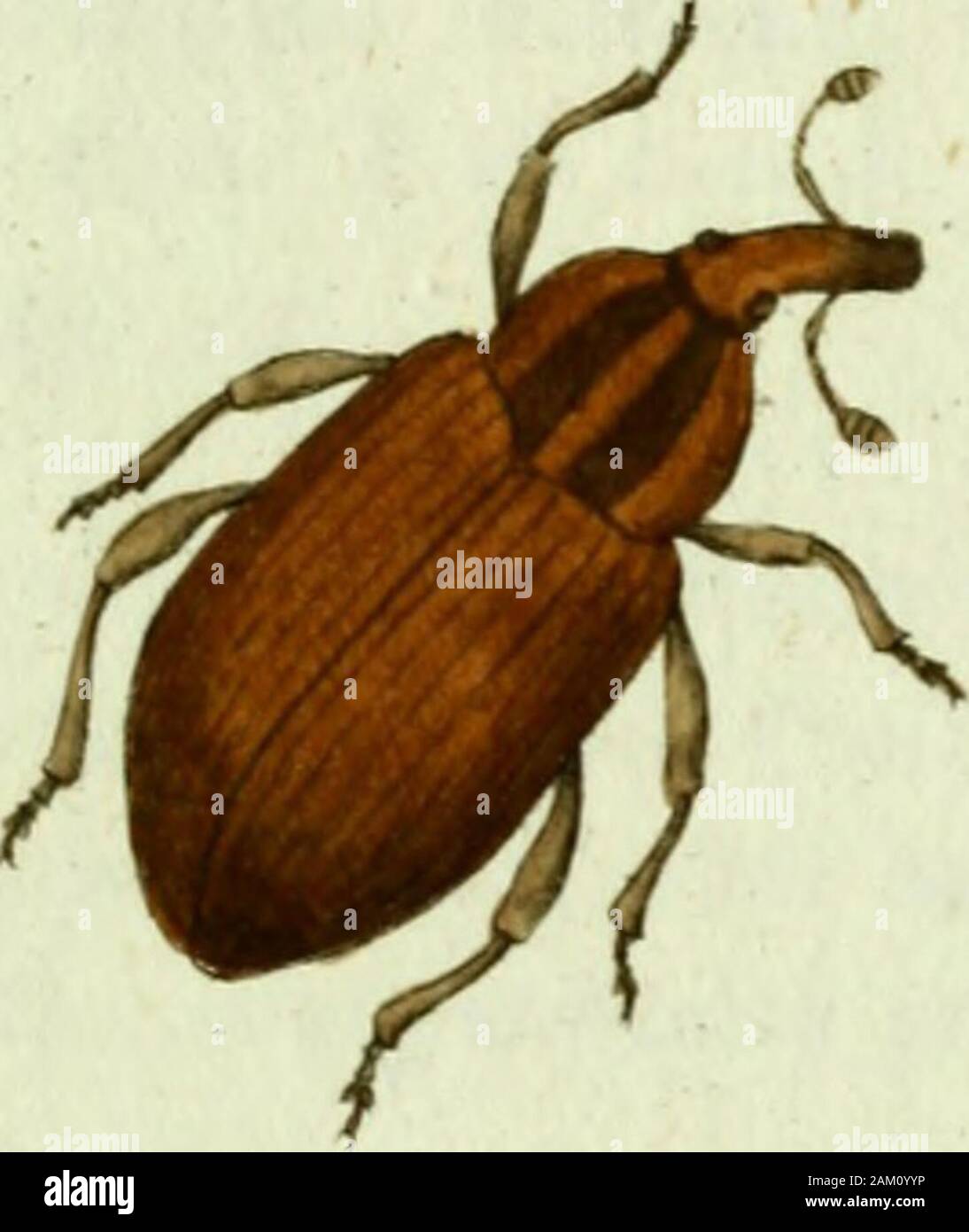 Favnae insectorvm Germanicae initia, oder, Deutschlands Insecten . (tircuhc L^oli/c7&lt;Jtu ^ui» CVRCVLIO Polygon!. Der TTegetritt Fiüfselkäfer. Curculio Polygöni: tliorace lineato , clytvis ciuereis: lineolis fuscia fnfura* quc nigro punctata. Fabric. Spec. Ins. T. I. n. i5i. p. io3- Man*. Ins. T. I. n. 200. p. 116. Ent. Syst. T. II. n. 291. p. 464*Curculio Polygoni: longirostris testaceus, coleoptrorum sulura nigra repan- da. Unit. Syst. Nat. n. 26. p. 609. ed. XIII. 11.26. p. 1779. Faun. Suec. n. 59-. Paykull. eure, monogv. 4-« §9. ßt Auf dem Polygoxo aviculari L. niclit gemein. Varirt sehr Stock Photo