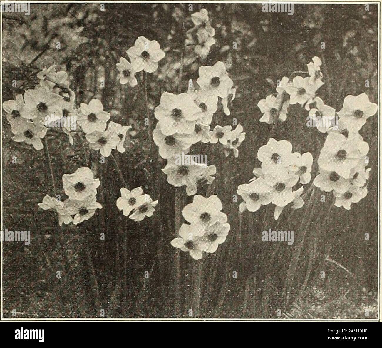 Currie's bulbs and plants : autumn 1915 . w Daffodils, used extensively for forcing as well as forbedding outdoors. Does best north of Central Wisconsin if givensome winter protection. Each Doz..04 $ .35 05 .03 .45 .25 100$2.50 3.00 1.75 1000$18.50 26.00 13.50 03 .30 2.00 16.50 04 .35 2.25 18.00 03 .30 1.75 14.00 Extra selected largebulbs $ Mammoth double nosed bulbs producing two or more flowers Alba Plena Odorata — Pure white,sweet scented, resembles a Gardenia.Blooms best in a cool, moist situationIncomparable (Butter and Eggs)—Sul-phur yellow, sweet scented Orange Phoenix—White and orange Stock Photo
