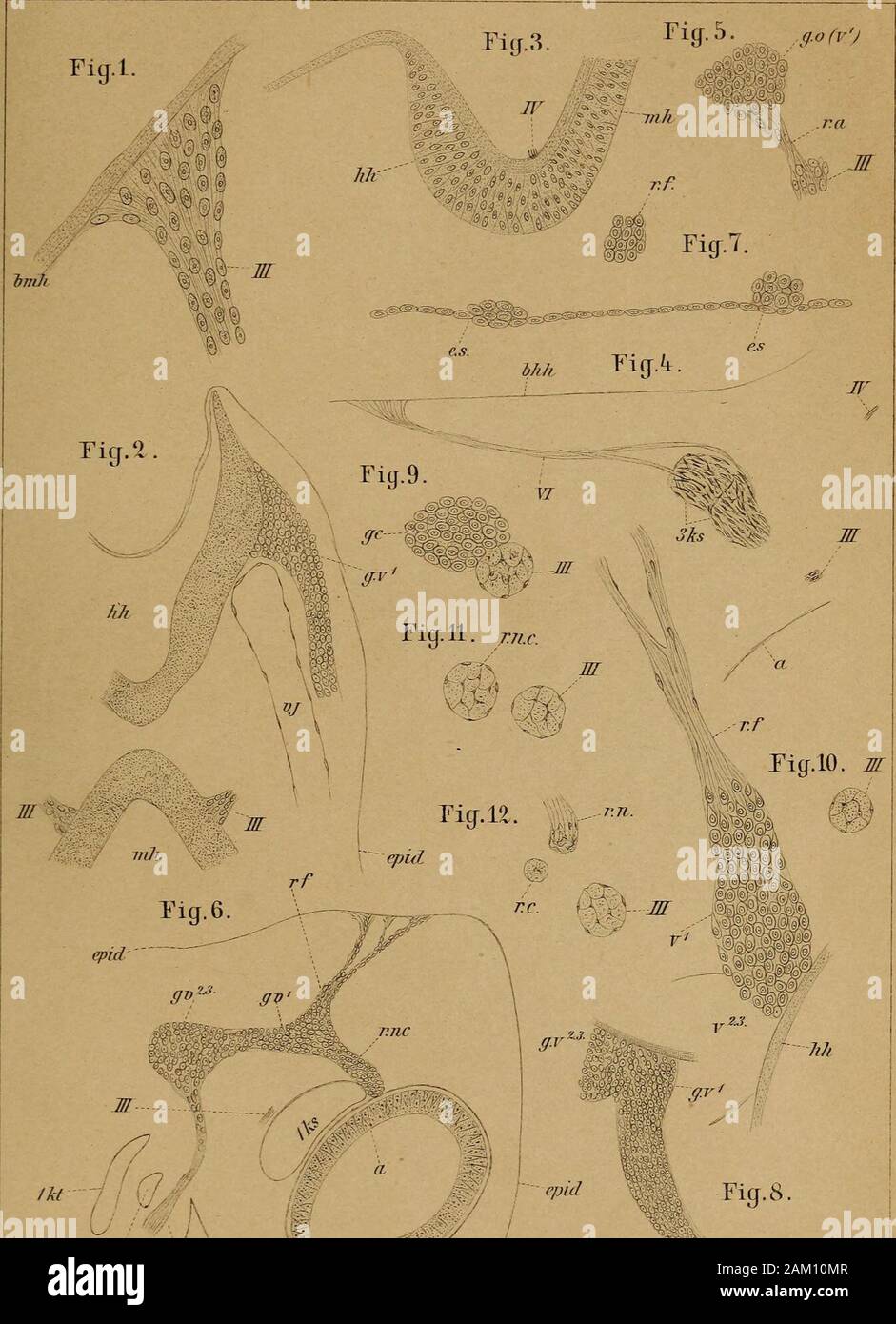 DrH.GBronn's Klassen und Ordnungen des Thier-Reichs : wissenchaftlich ...