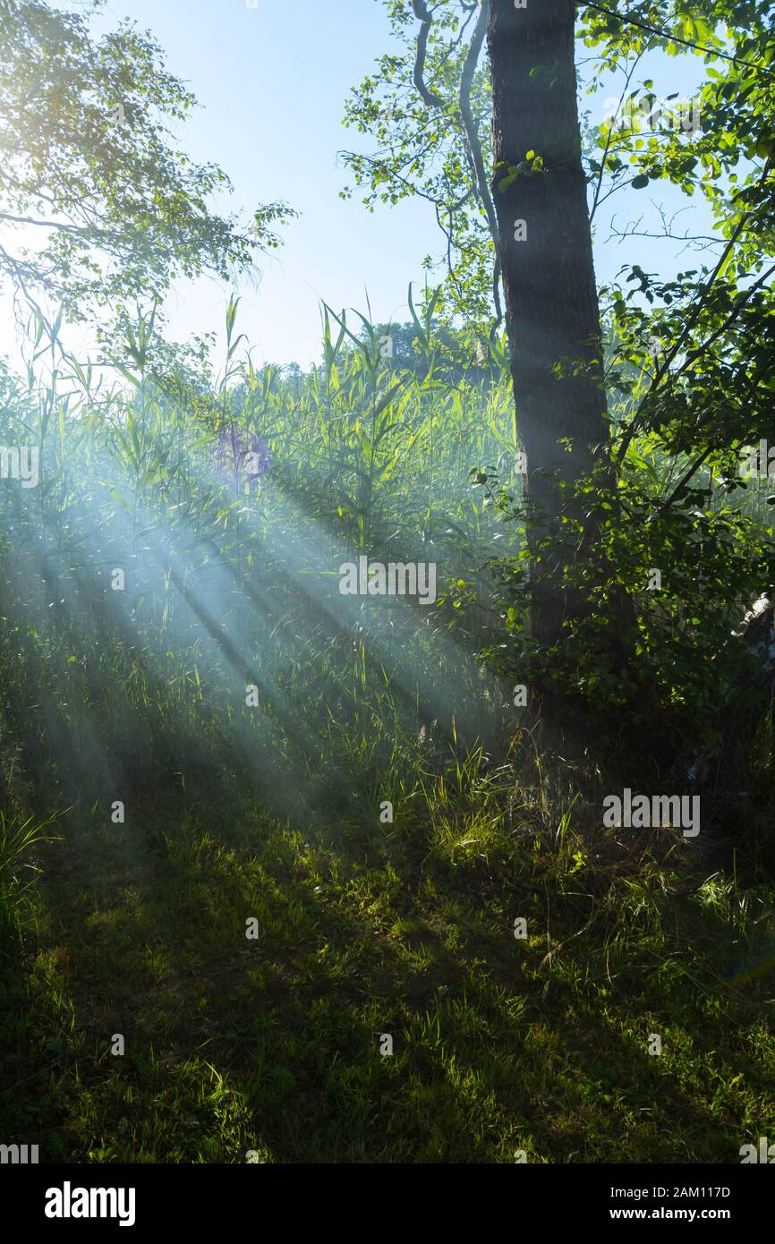 Smoke in the forest with a sunrays Stock Photo - Alamy