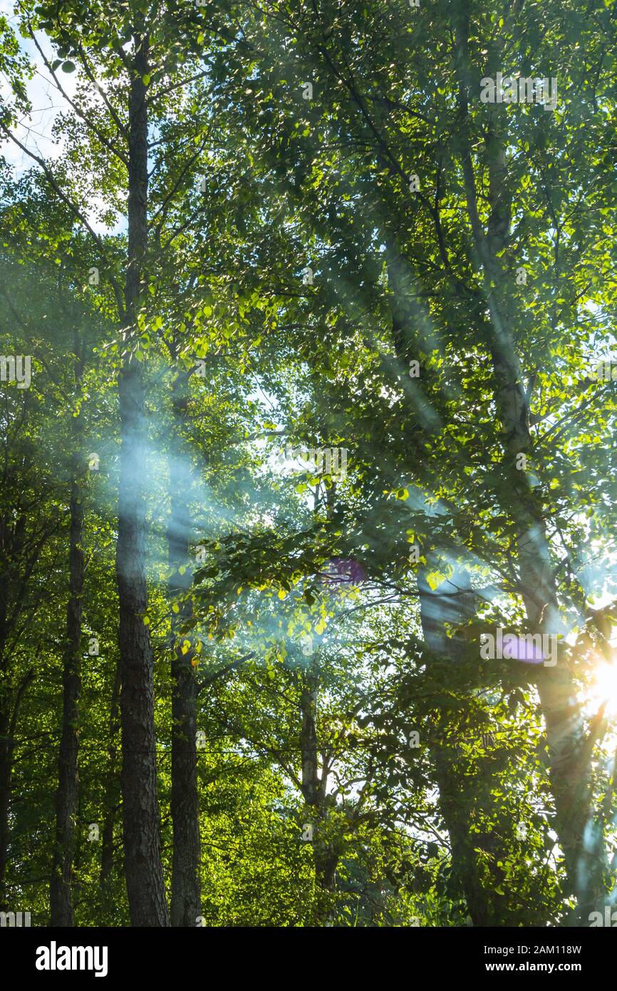 Smoke in the forest with a sunrays Stock Photo - Alamy