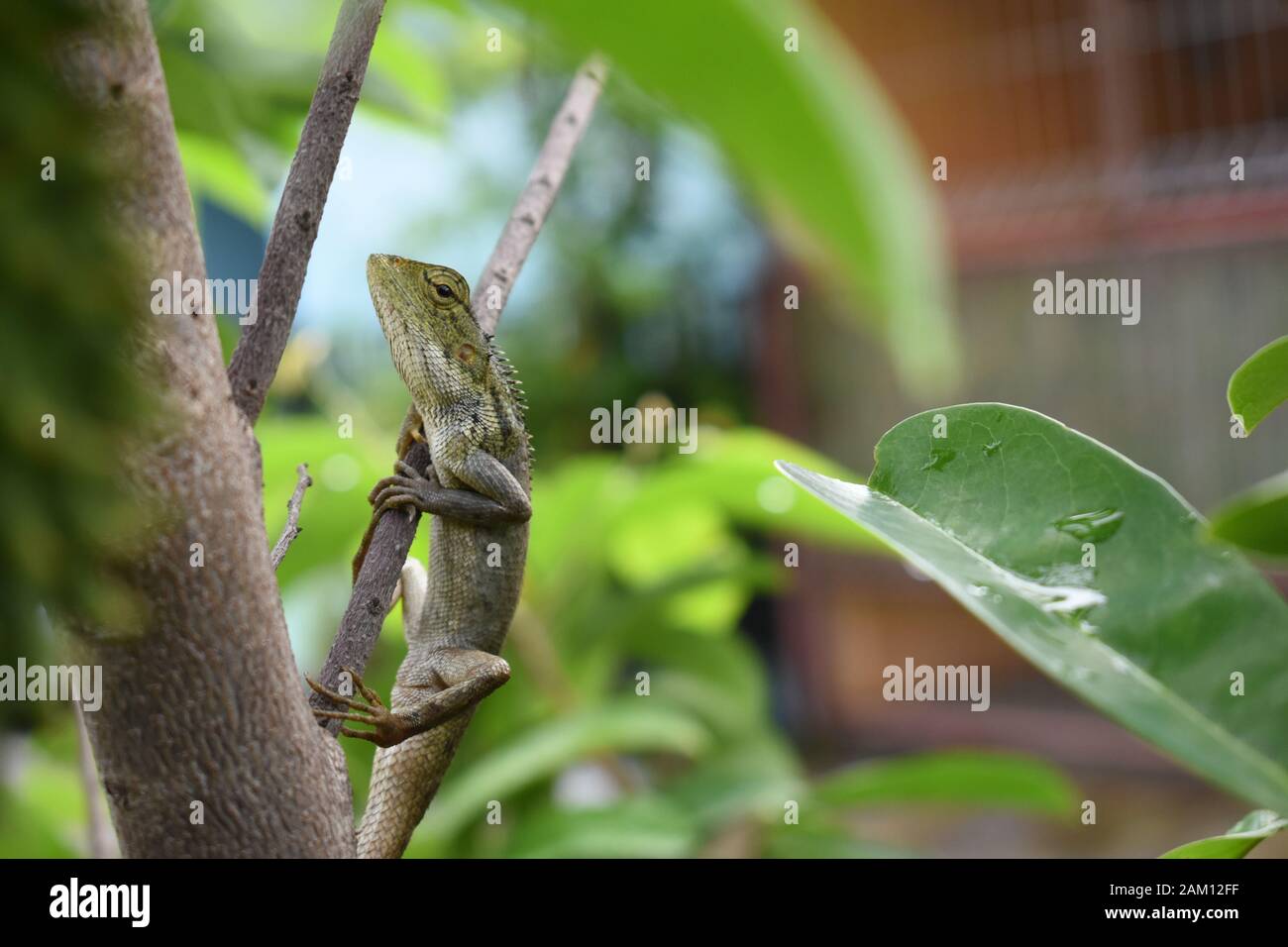 An Eastern garden lizard or Oriental garden lizard (Calotes versicolor) shows greener skin color ...