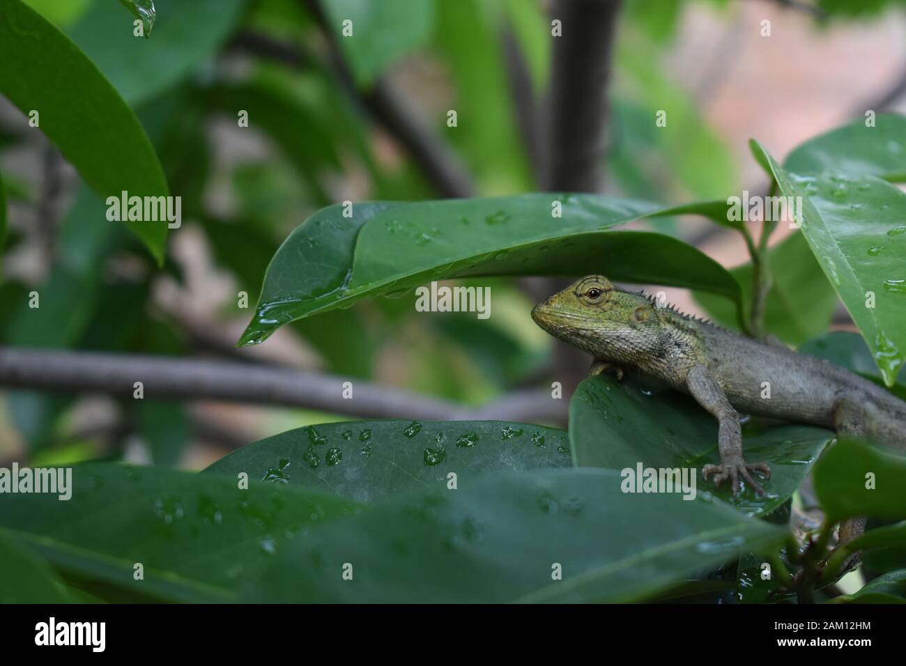 An Eastern garden lizard or Oriental garden lizard (Calotes versicolor ...