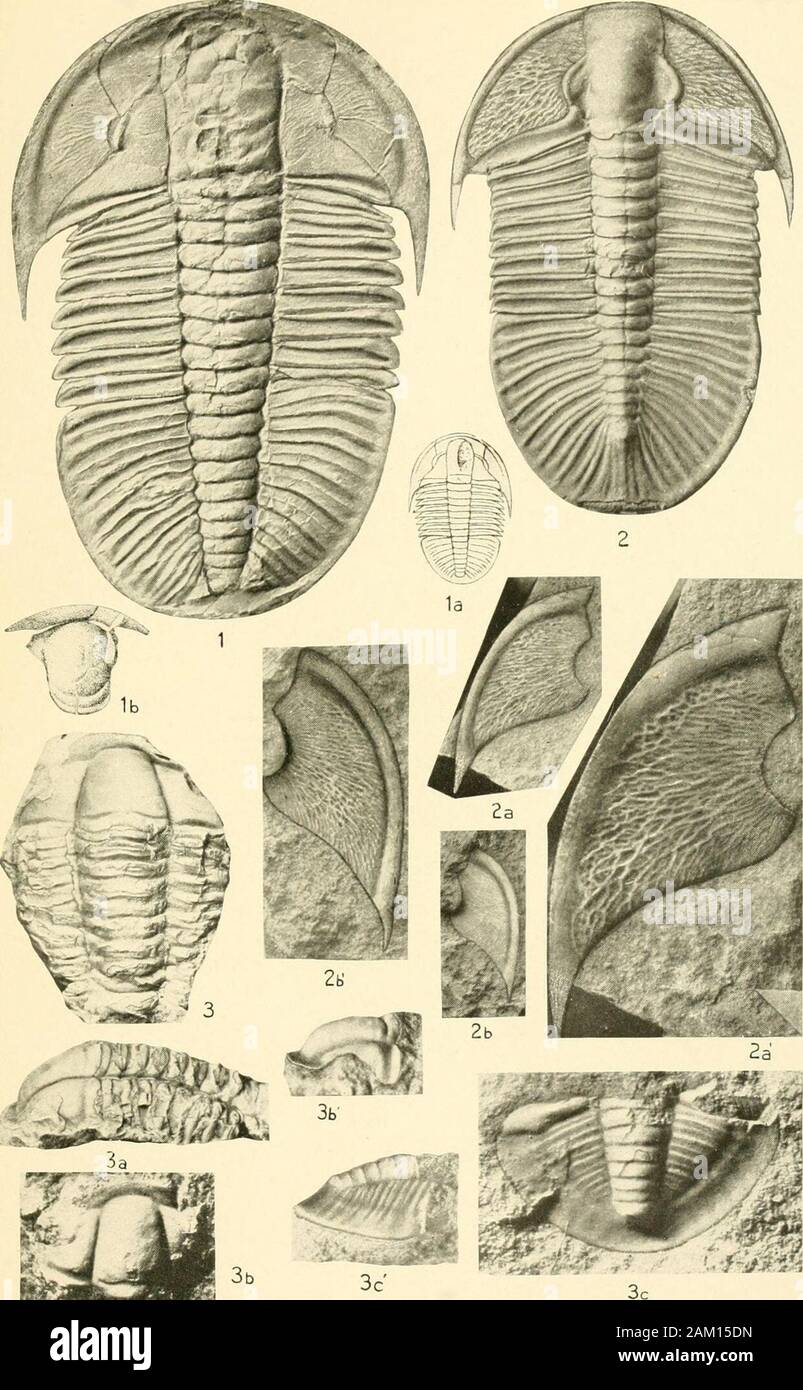 Smithsonian miscellaneous collections . rock with the specimen representedby fig. 2. U. S. National Museum, Catalogue Nos. 62850,62851.The specimens represented by figs. 2, 2a-b are from locality iiq,Middle Cambrian: Marjum formation; hard calcareous shales, 2.5miles east of Antelope Springs, Millard County, L^tah. Lisania ? breviloba Walcott 404 Figs. 3, 2&gt;ci. (Natural size.) Dorsal and side views of broken crani- dium with portions of nine thoracic segments attached. This is the type specimen of the species. U. S. National Museum, Catalogue No. 62852. 2,b, 3b. (X 4-) Dorsal and side views Stock Photo