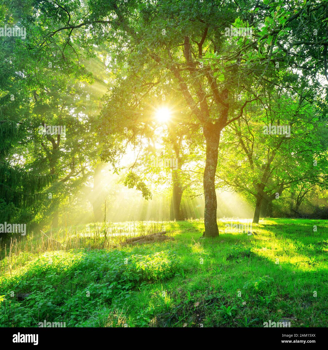 Green forest background with morning sunrise in spring season. Nature landscape. Stock Photo