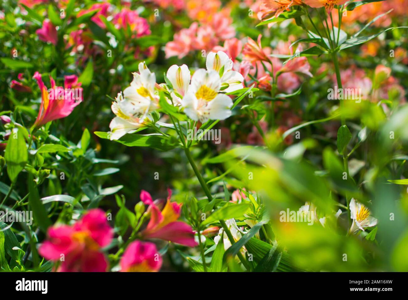close-up of a white and pink flower of alstroemeria aurea. White alstroemeria aurea in the middle of pink alstroemeria aurea flowers. Stock Photo