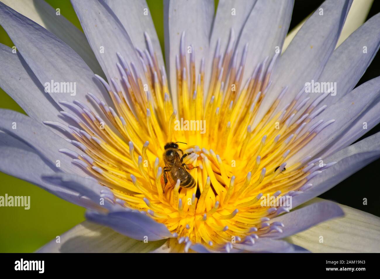 Collecting water lily hi-res stock photography and images - Alamy
