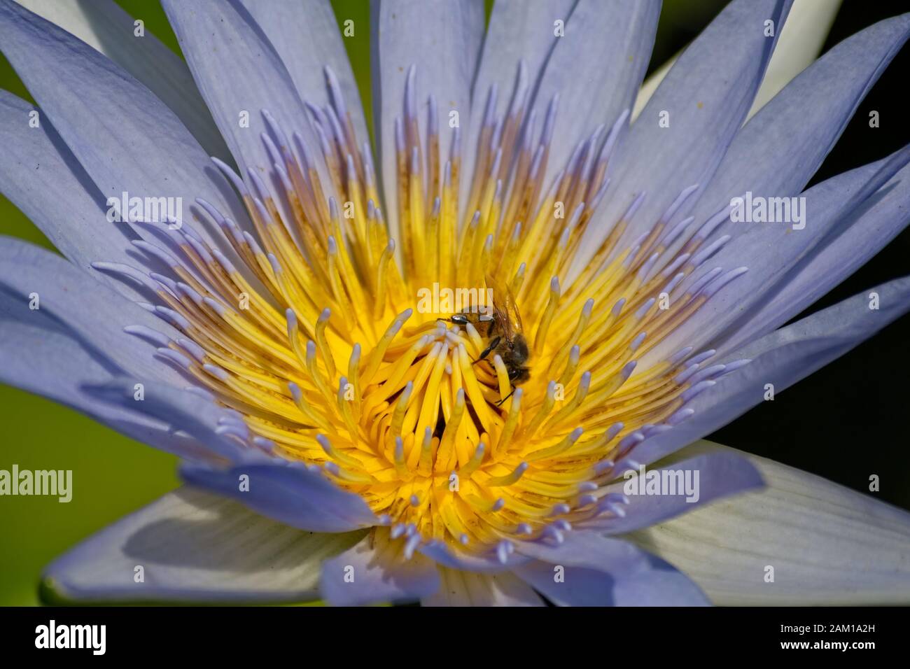 Collecting water lily hi-res stock photography and images - Alamy