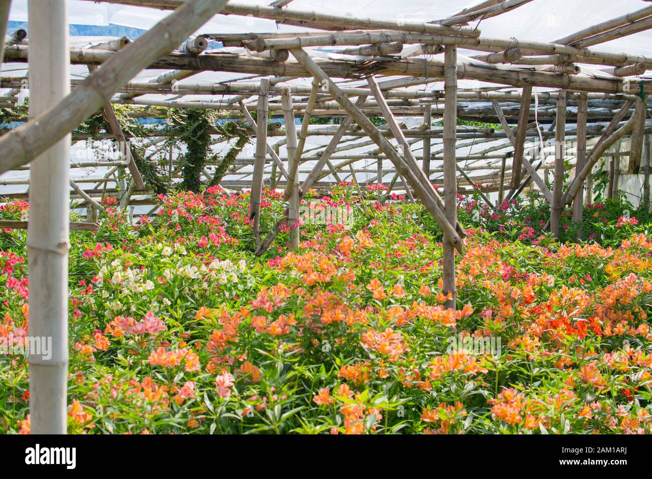 Flower farm on a green house using bamboo as column supports. Stock Photo