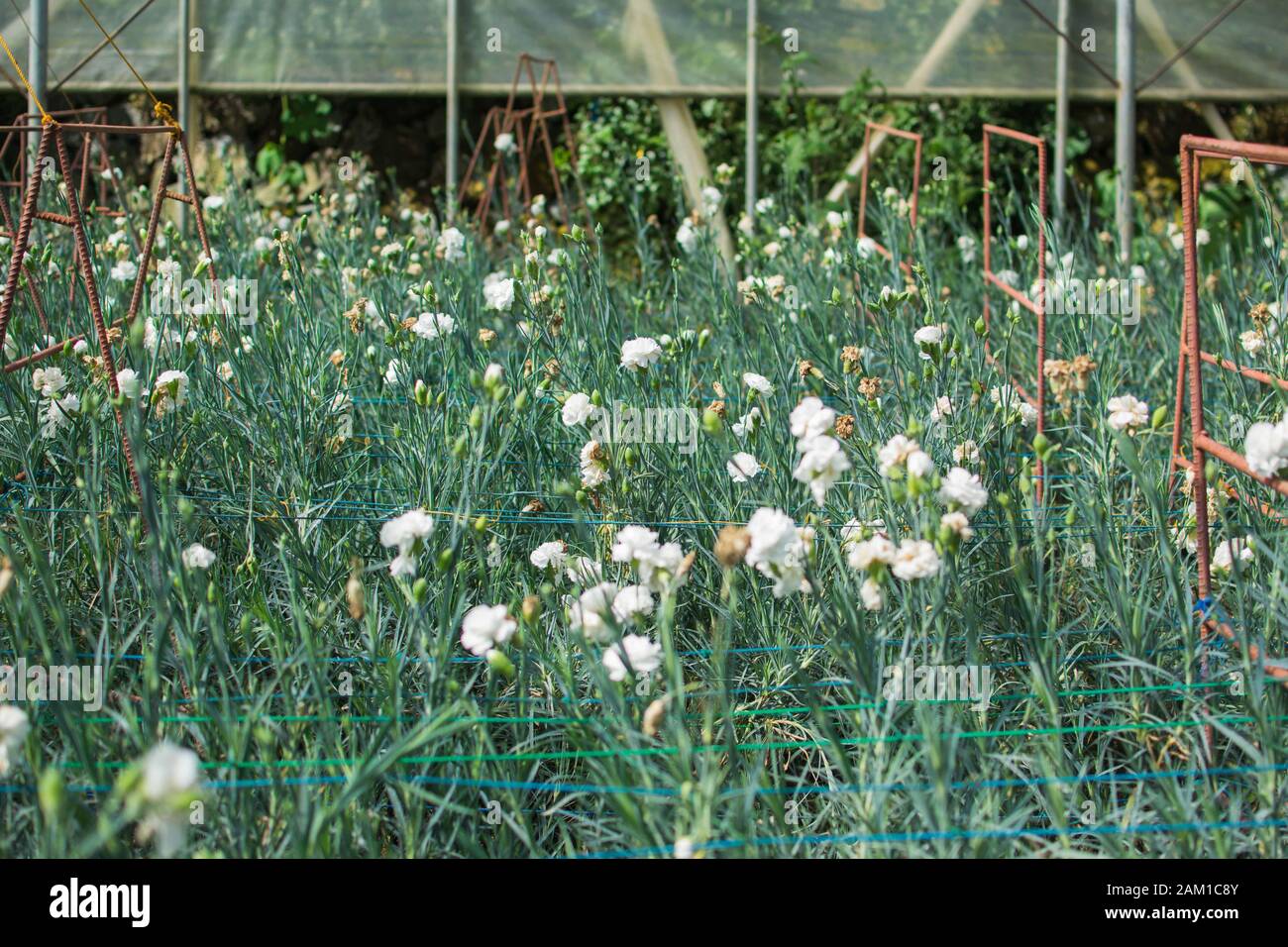 Field of white carnation flower Stock Photo Alamy