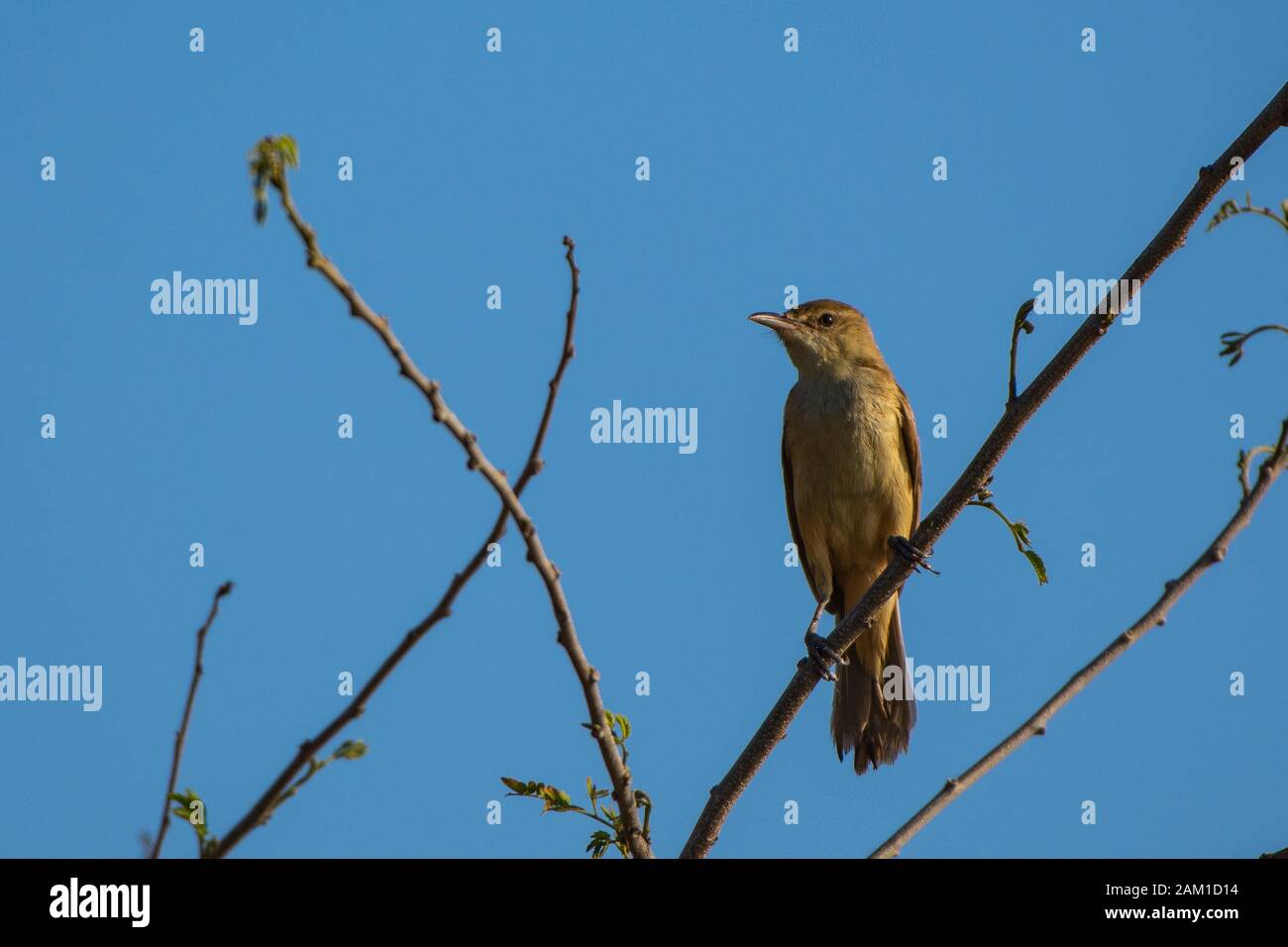 bird on a tree Stock Photo