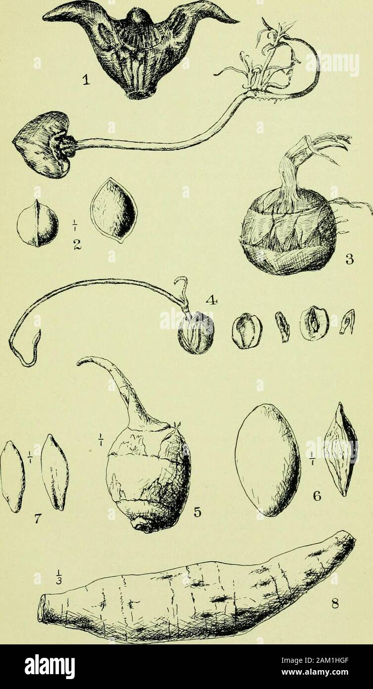 A description of some Chinese vegetable food materials and their nutritive and economic value . Drawings of Roots, Seeds, etc. 1, Seed aud young plant of the -horn chestnut nmpa bispinosa); 2, Seed of Ginkgo biloba;3, Tuber of Sagittnria sinensis; 4, Seed and young plant of Nelumbium speciosum; 5, Tuberof Sagittaria latifolia, sprouted; 0. Fruit and seed of the Chinese olive iCanarium album);r, Kernel of Canarium seed; 8, Root of Pueraria thunbergiana. 11 The starch grains of both species vary from orbicuhir to ovate intheir jilane of greatest extent, are occasionally somewhat angled, andseldo Stock Photo