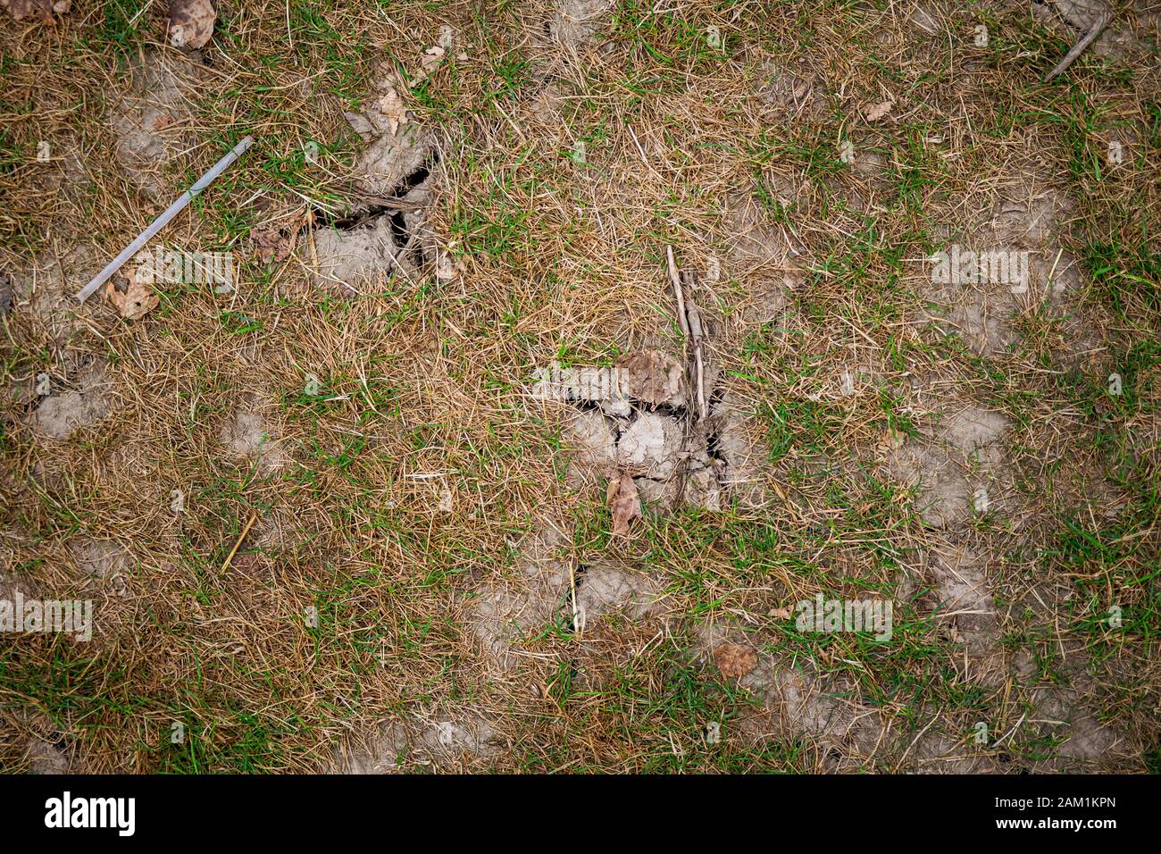 old dried cracked earth with dead grass Stock Photo