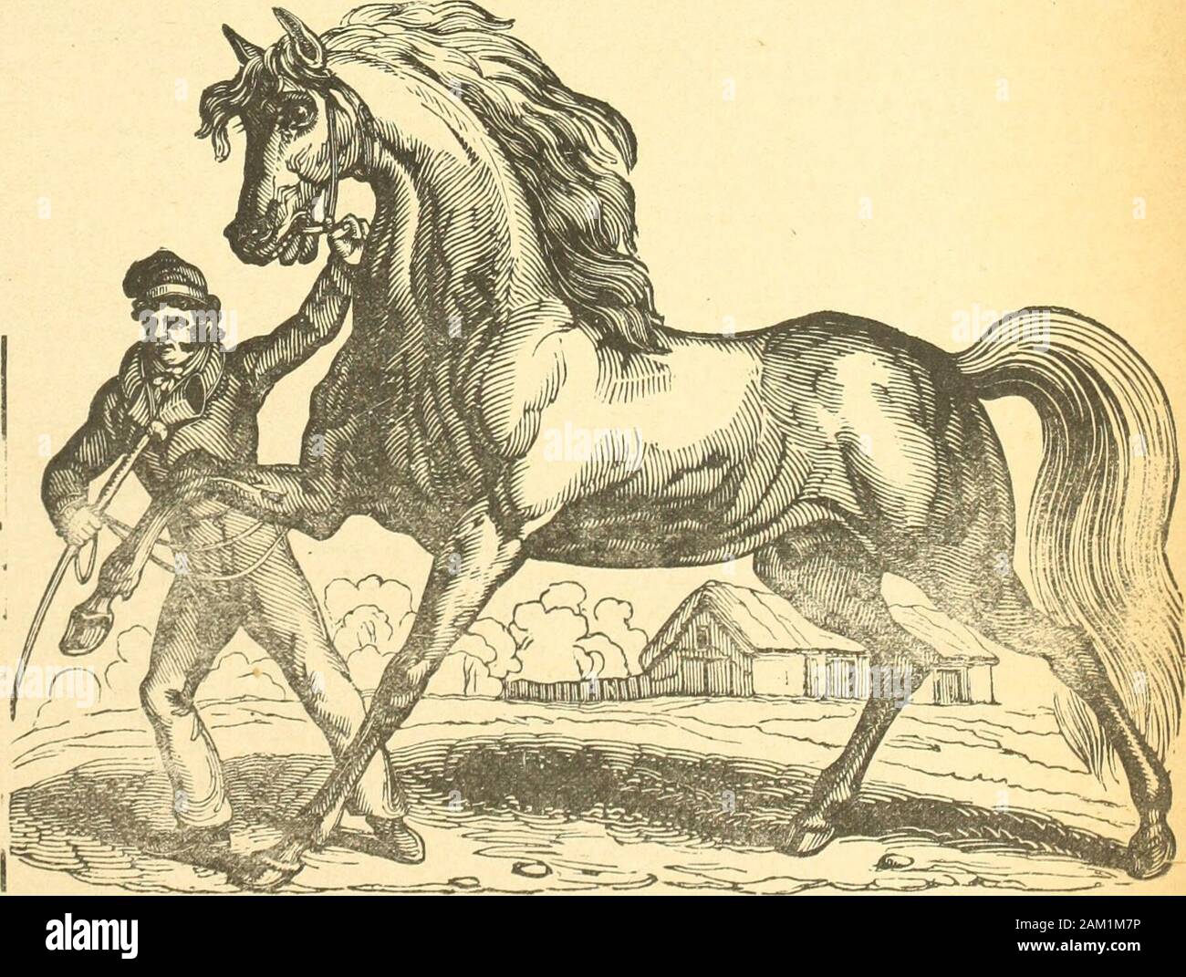 Le quincaillier (Septembre 1888-Aout 1889) . harnais 0 28 0 31 Vache ciree 0 35 0 40 Bull et vache grainee, le pied 0 13 0 15 Vache vernie 0 15 0 17 Vache glacee (enamelled) 0 15 0 17 Peaux de veaux epaisses, la livre.. 0 50 0 60Peaux de veaux minces la livre... 0 45 0 50 Vache fendue large 0 26 0 30 Vache fendue petite q 24 0 28 Vache patente 0 14 0 18 Kid francais 18 00 20 00 PEAUX. Jeunes bceufs. Vieux»Peaux vertes inspectges No. 1 par 100 lbs 6 50 7 00 Peaux vertes inspectees No. 2 par 100 lbs 5 30 6 00 DILLENBACK & PECK Vendeurs h Commission Foin et Faille NEW YORK HAY EXCHANGE,33e rue et Stock Photo