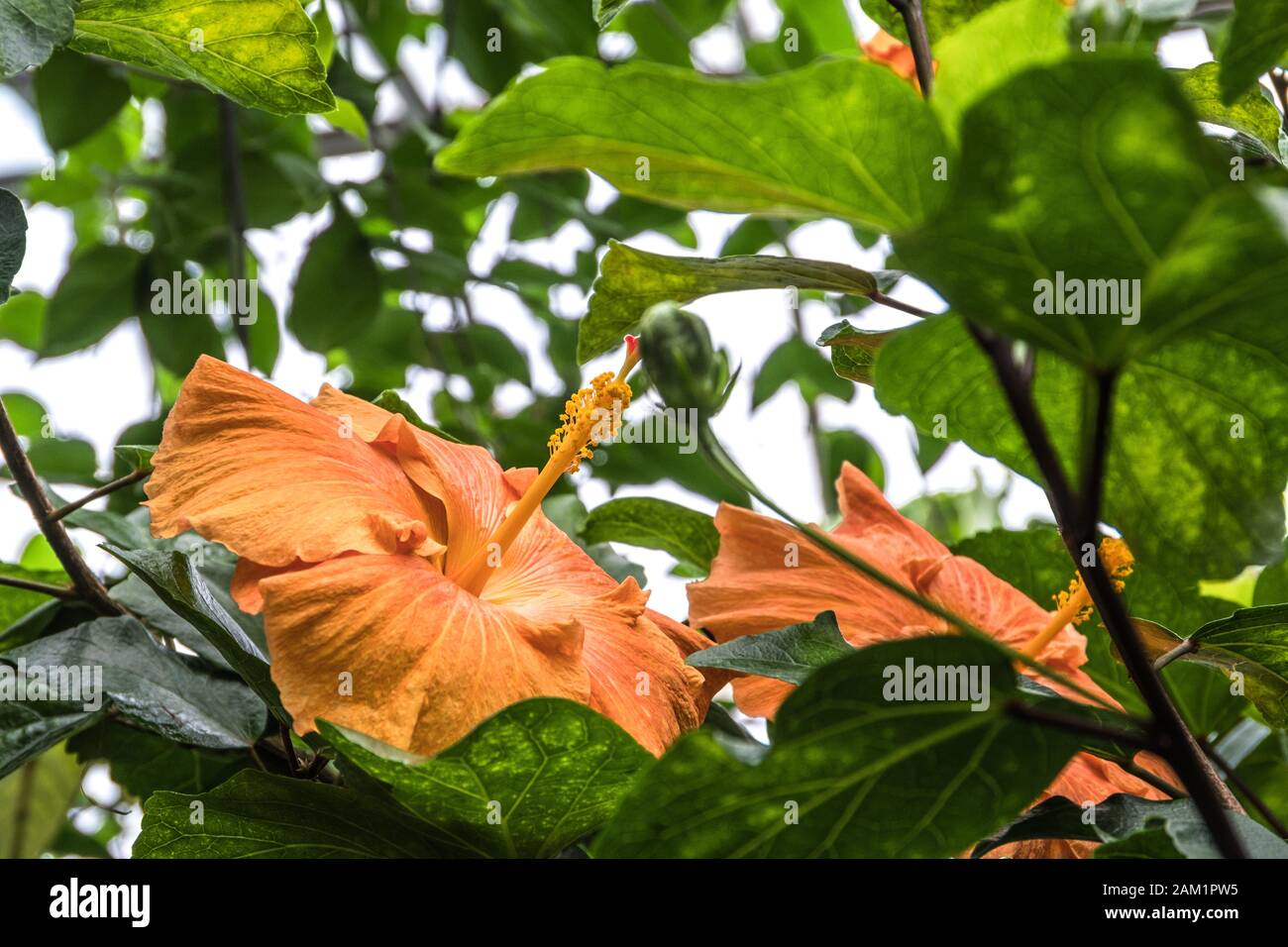 Orange chinese roses Stock Photo