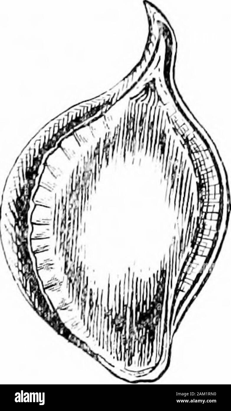 British grasses and their employment in agriculture . Fig. 151 Fig. 151. Fig. 152. Fig. 153. Fig. 15+. Fig. 152 Fig. 153 Fig. 154 Seed of Ruviex Crispins, L. Curled Dock.,, R. acelosa, L. Sorrel Dock. ,, R. acetosella, L. Sheeps Sorrel. The same, freed from the perianth. Each x 10. Seed is imported into Britain from Finland, Sweden, Holland,etc. That obtained from the North of Europe is usually of thebest quality. As imported it generally contains a high proportionof chaff and weed seeds. The proportion of chaff is sometimes. Fig. 155. Ranunculusrepens, L. CreepngButtercup, x 10. Stock Photo