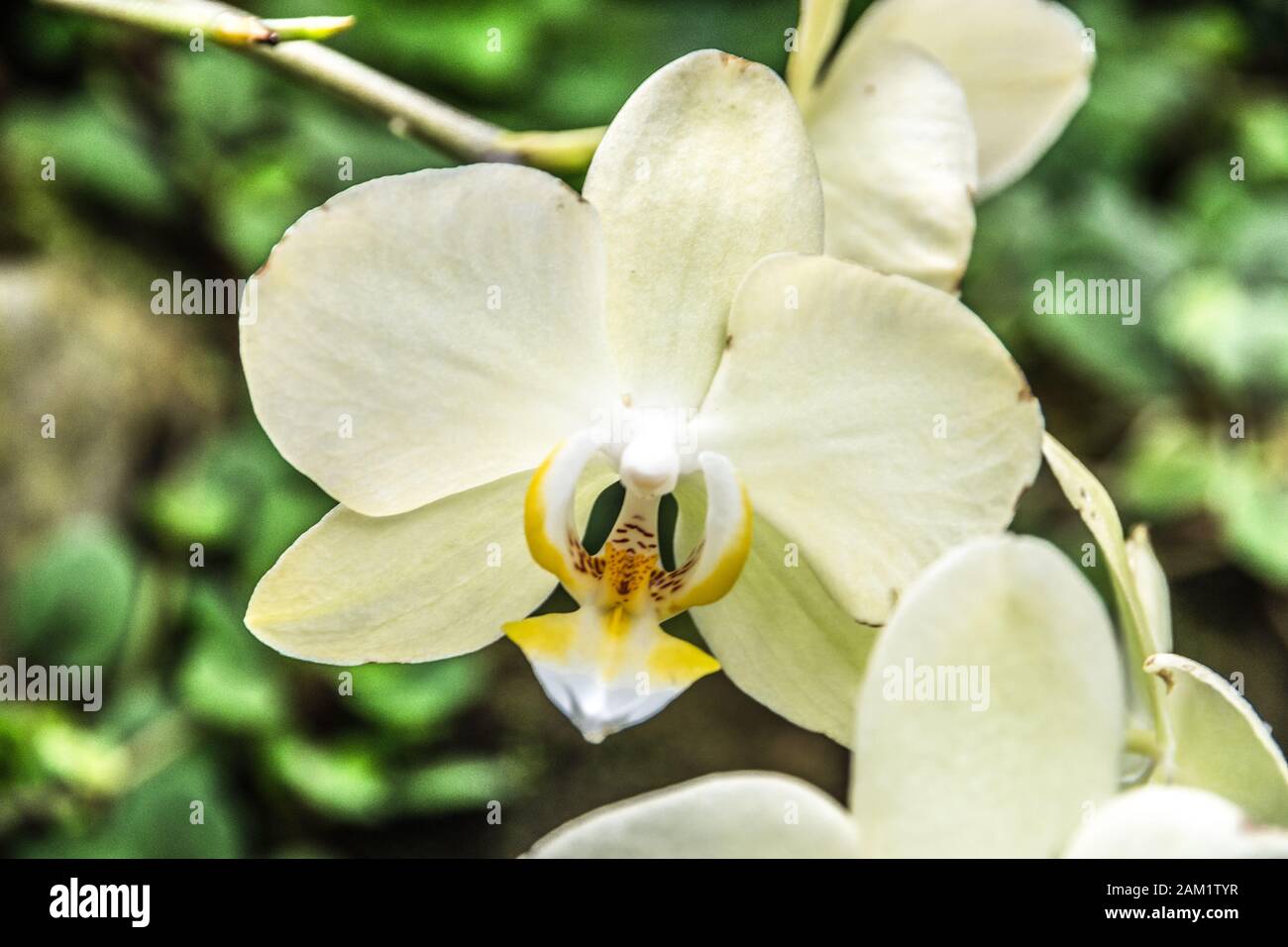White orchid Stock Photo